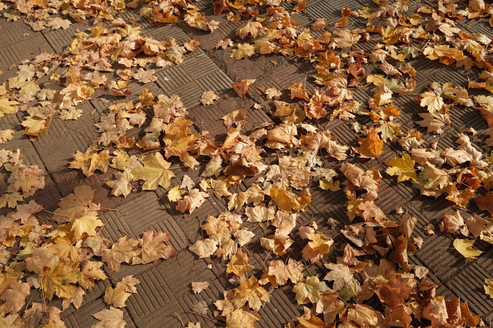 Gevallen herfstbladeren liggen op de stoep voor een warm verlicht café