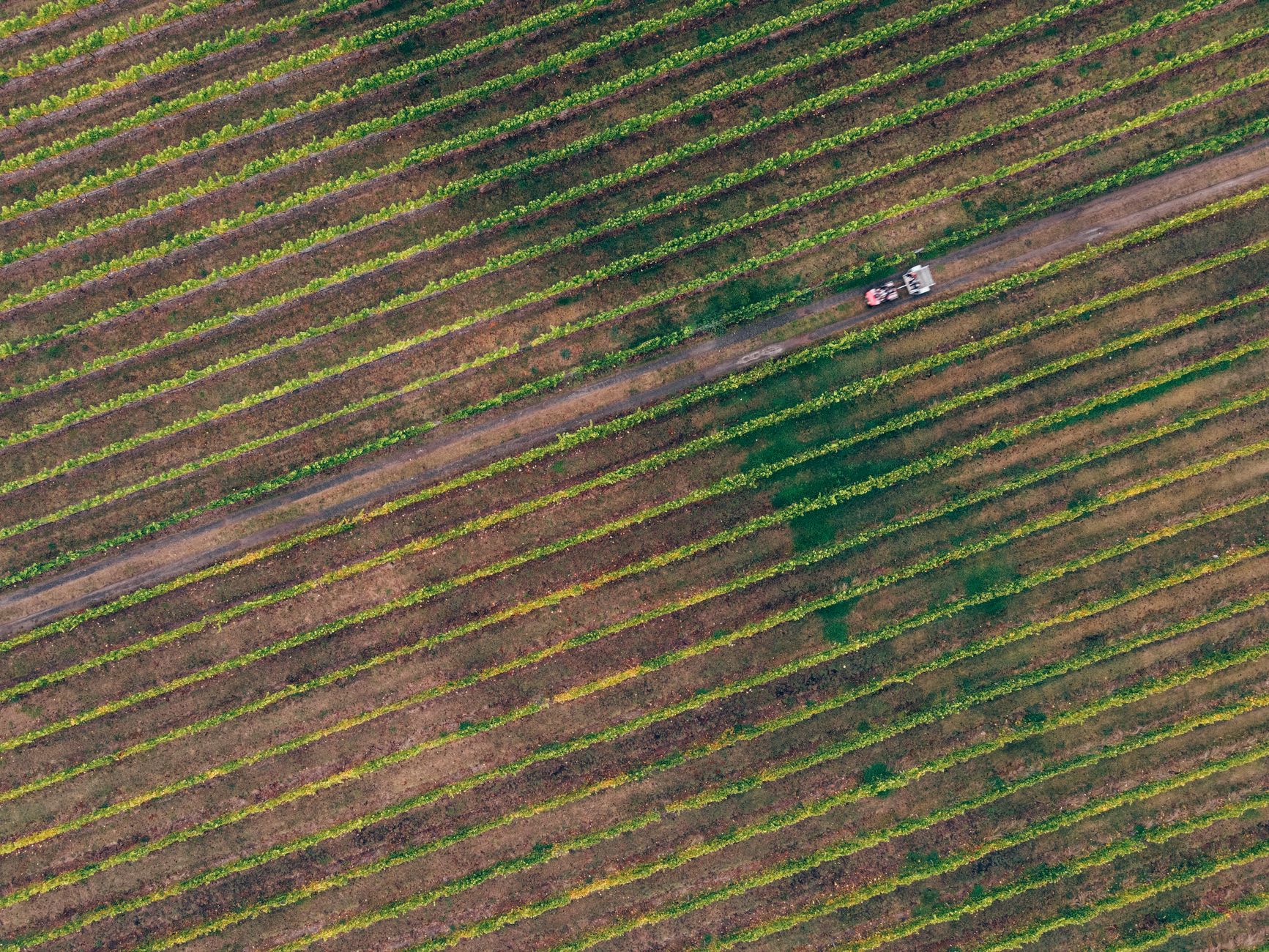 Elektrische autonome tractor rijdt zelfstandig tussen wijnstokken door in een zonnig wijngaard