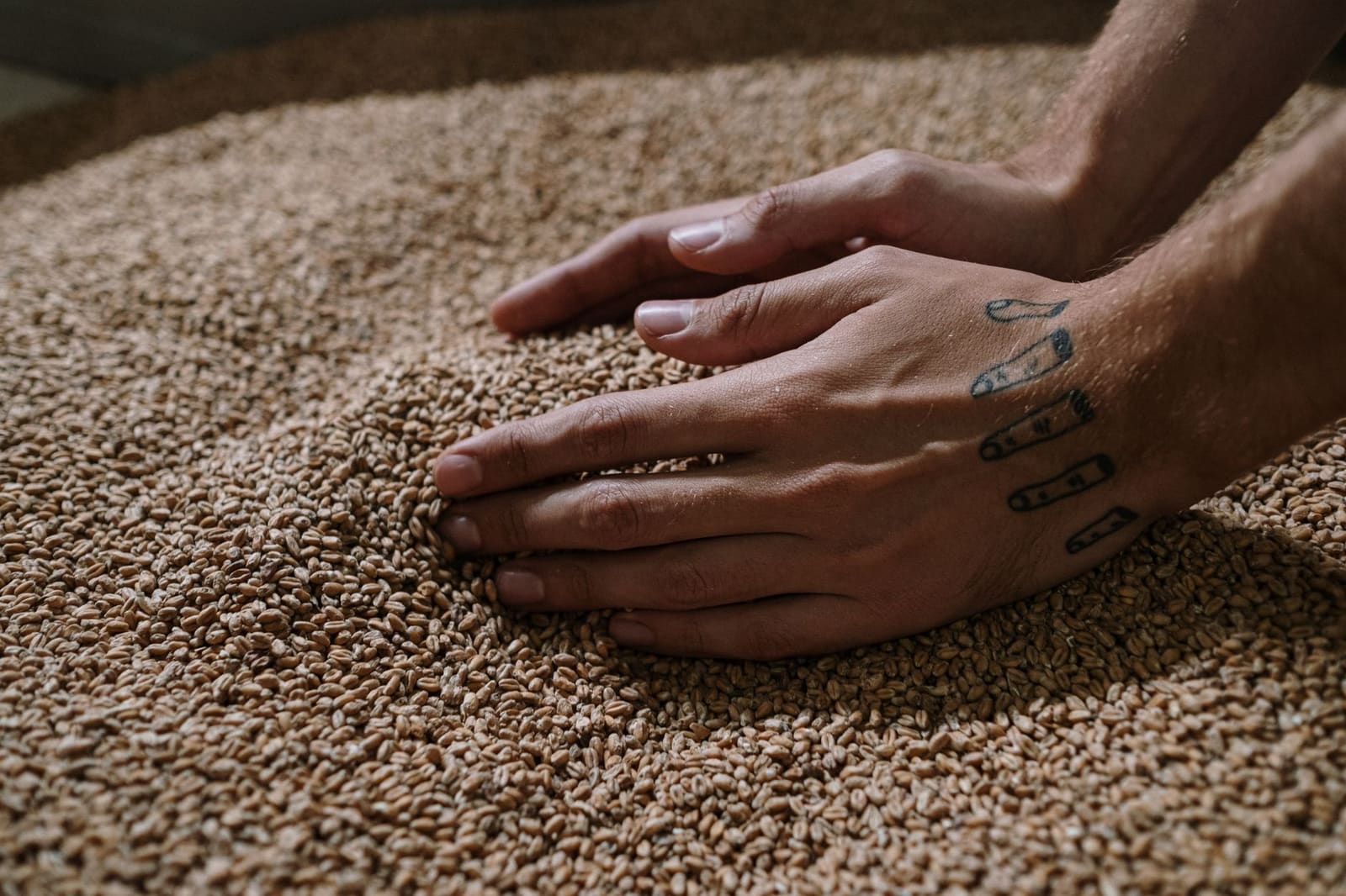 Close-up van gemoute gerstkorrels gebruikt voor whiskyproductie