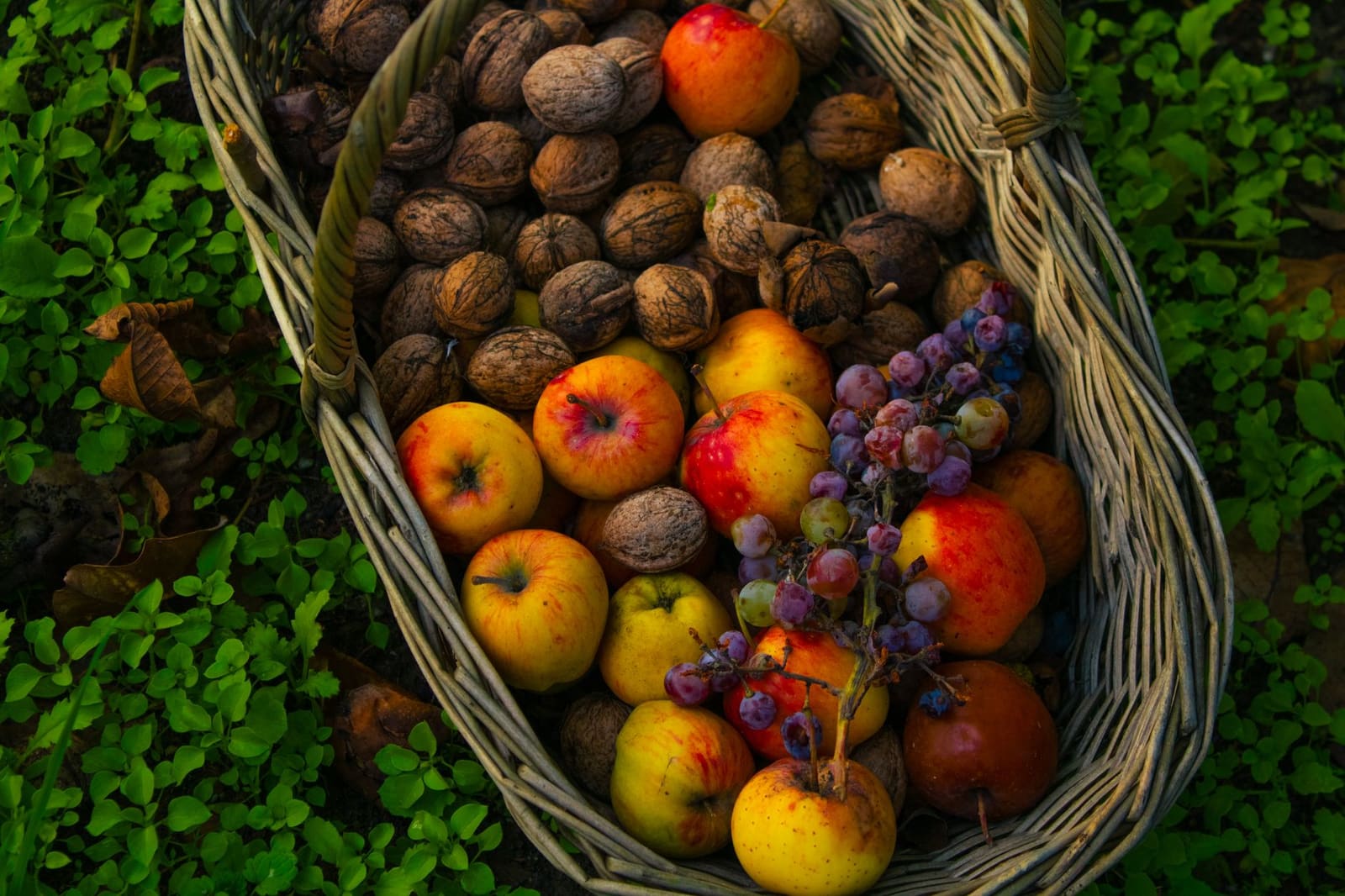 Mand met vers geplukte appels in een boomgaard tijdens de herfstoogst