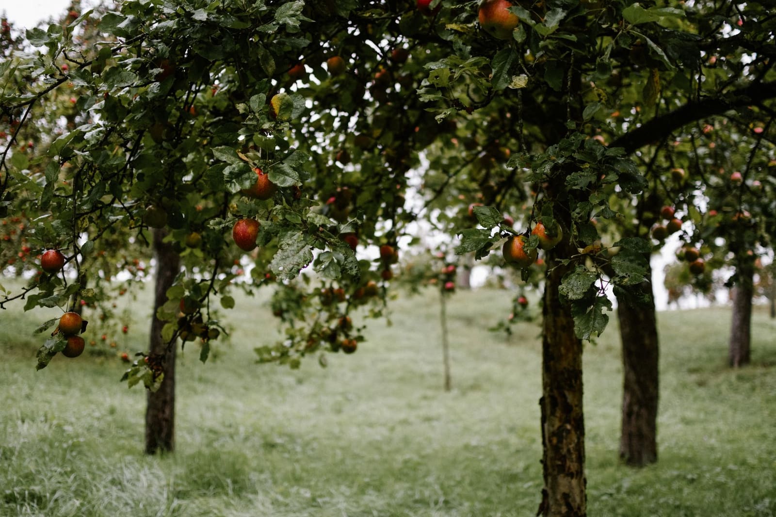 Rijpe appels aan de boom in een herfstige boomgaard