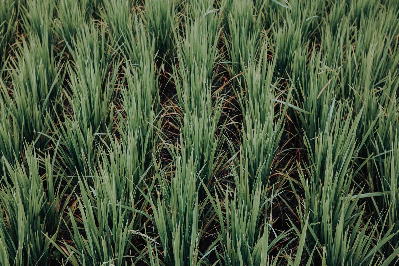 Duurzame landbouwgrond als symbool voor milieuvriendelijke productie
