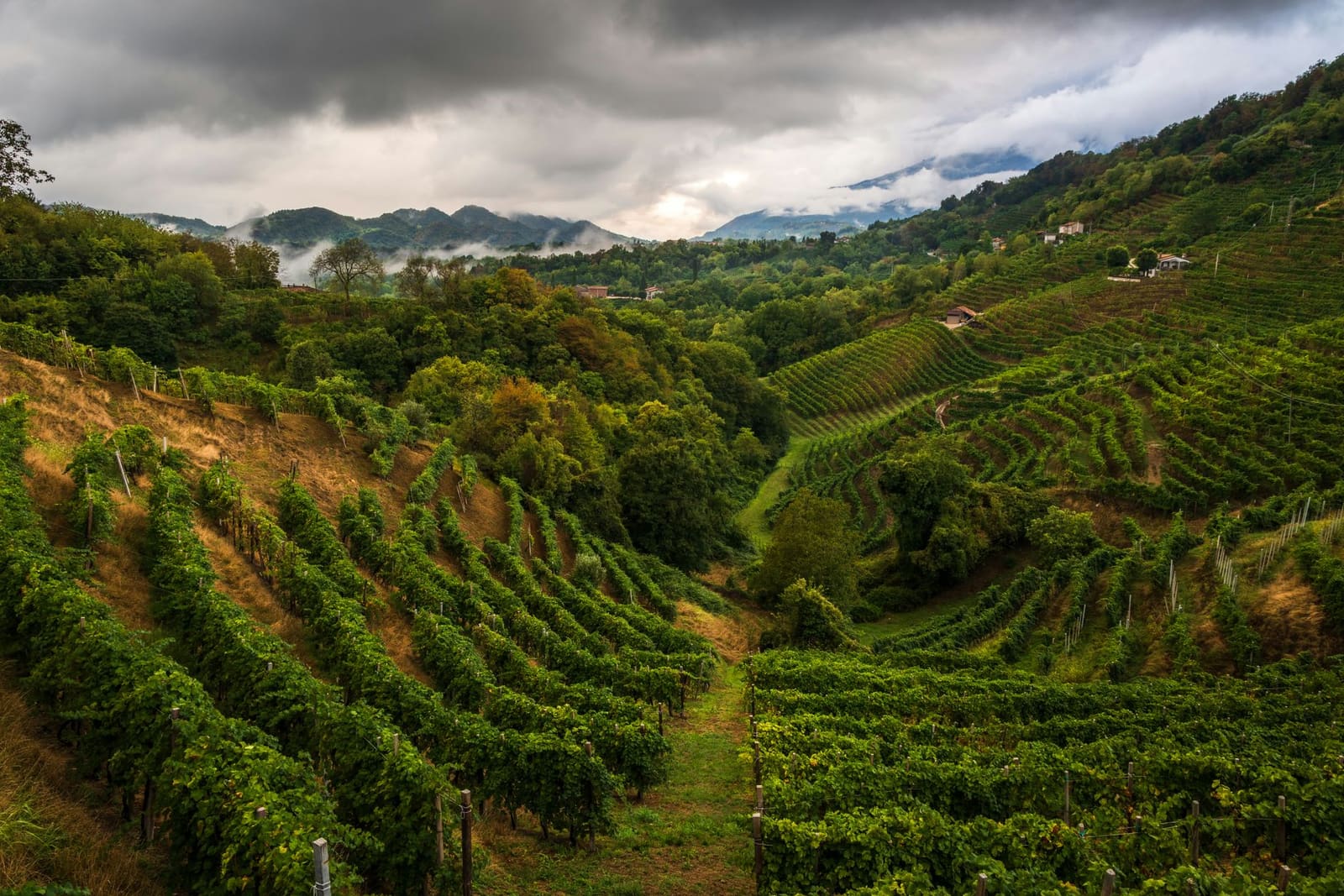 Trossen nebbiolo in de Langhe, Piemonte
