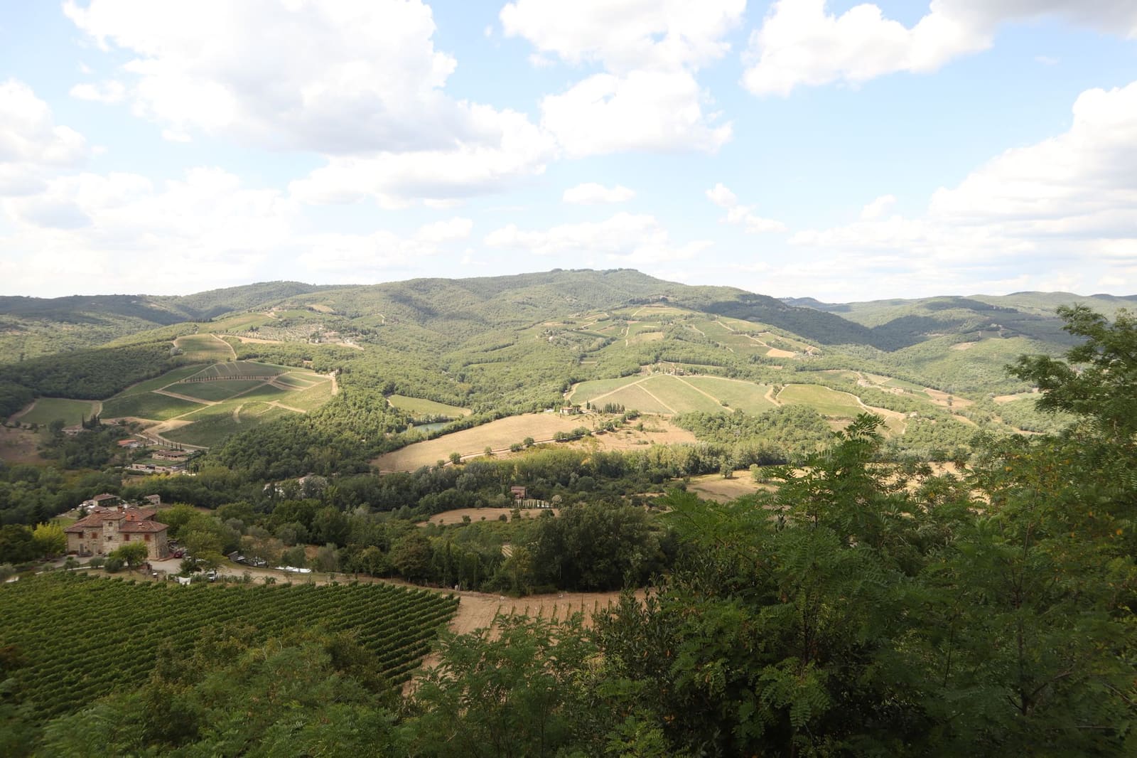 Rijen nebbiolo-druiven op steile hellingen bij Barbaresco in de herfst