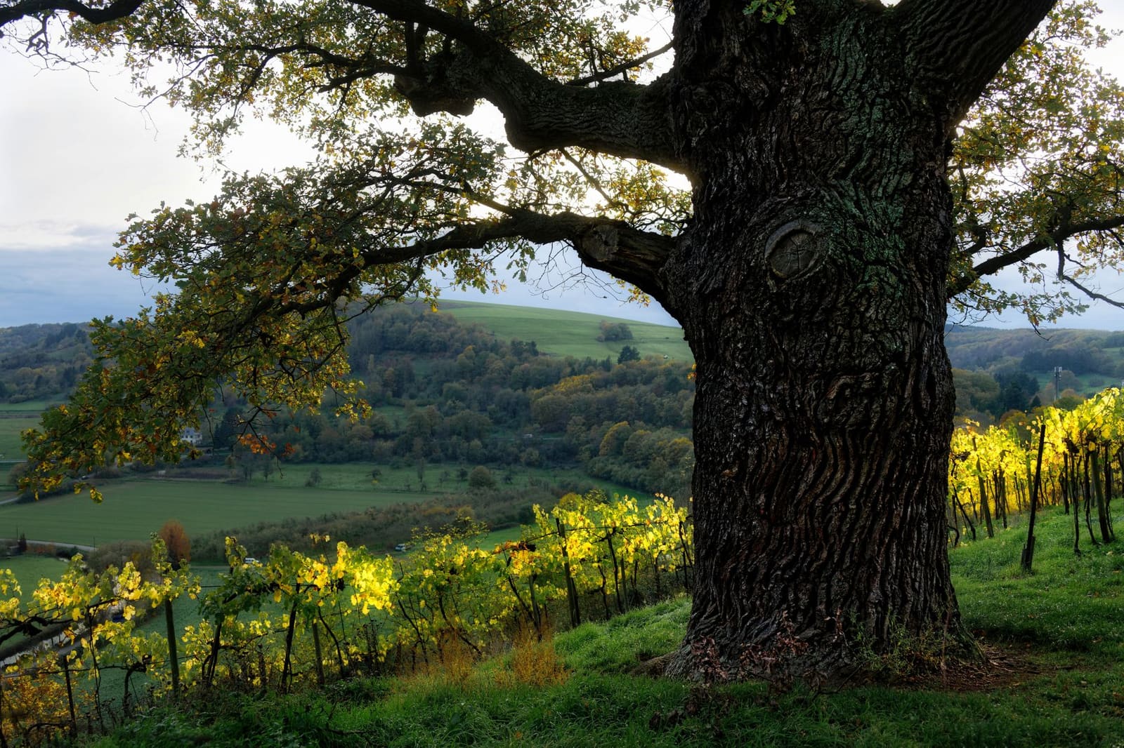 Wijngaarden op een helling in Champagne, het landschap dat sinds 2015 op de UNESCO-lijst staat