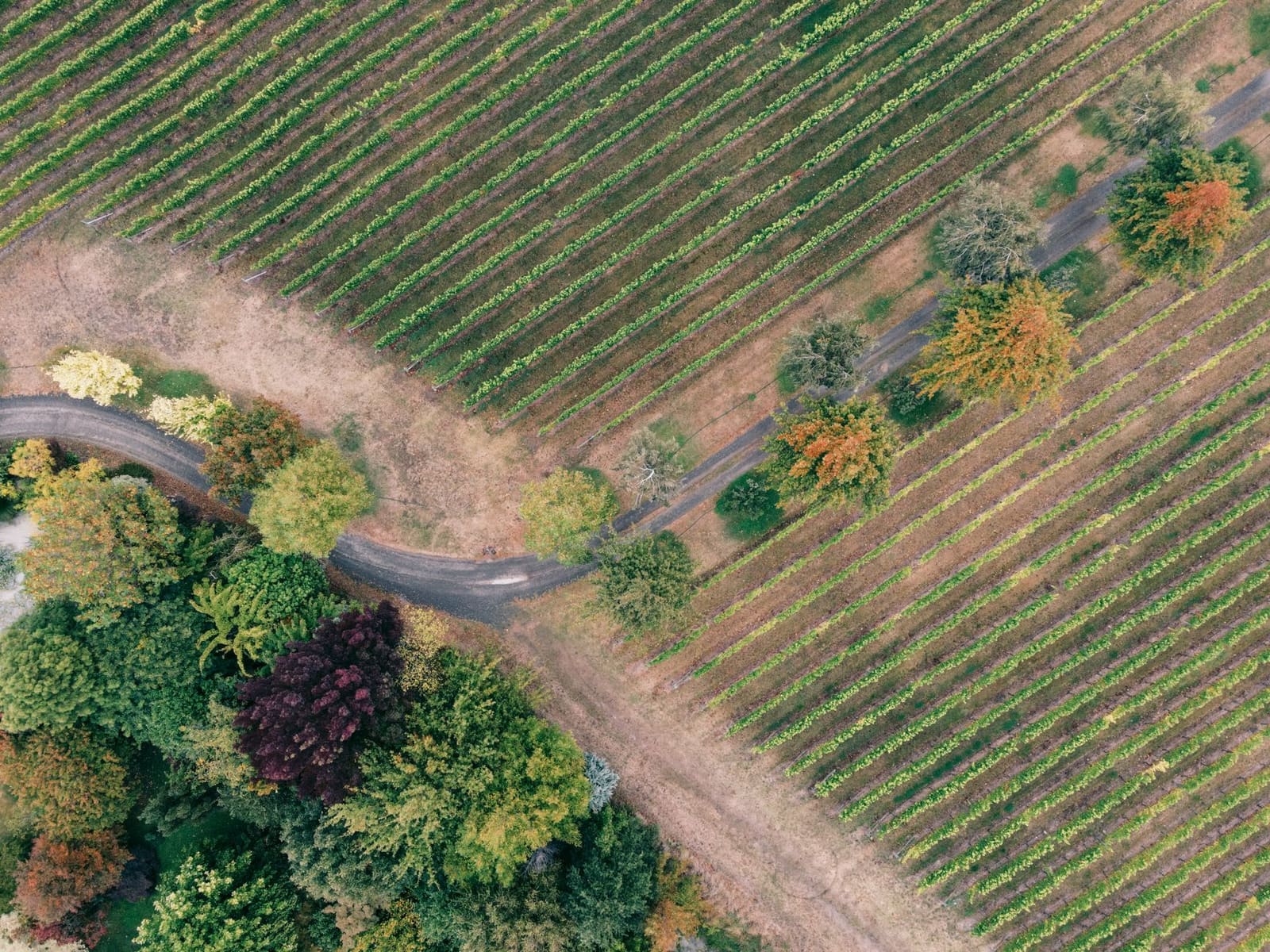 Wijngaard in China, een land dat zelf 785.000 hectare wijngaard heeft