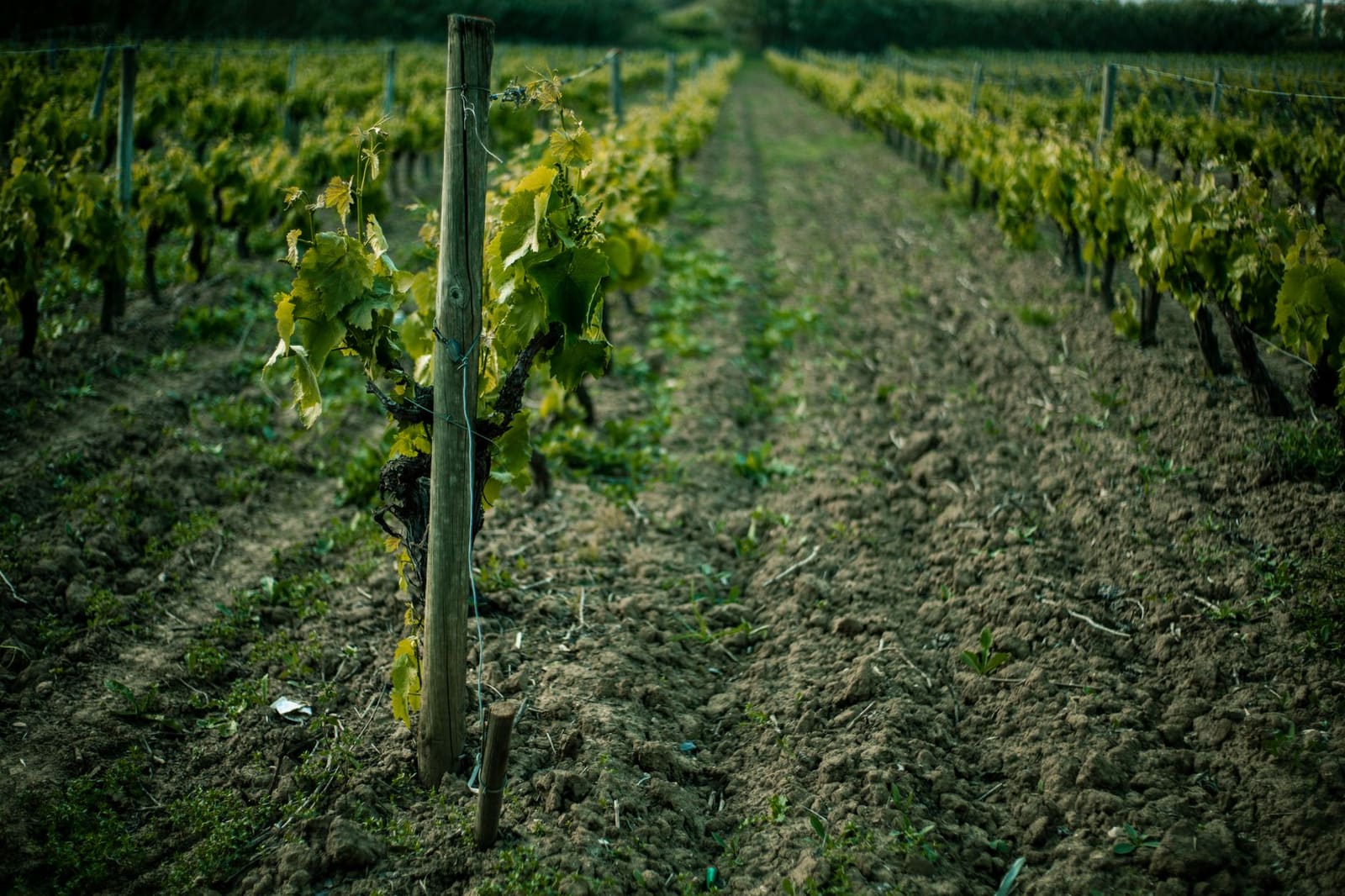 Rijen wijnstokken in een wijngaard bij Bordeaux onder zonlicht
