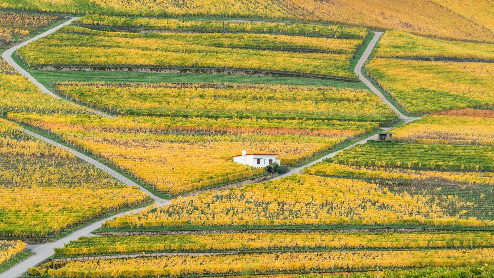 Wijngaard in Bordeaux in de herfst met rijpe druiven aan de wijnstokken