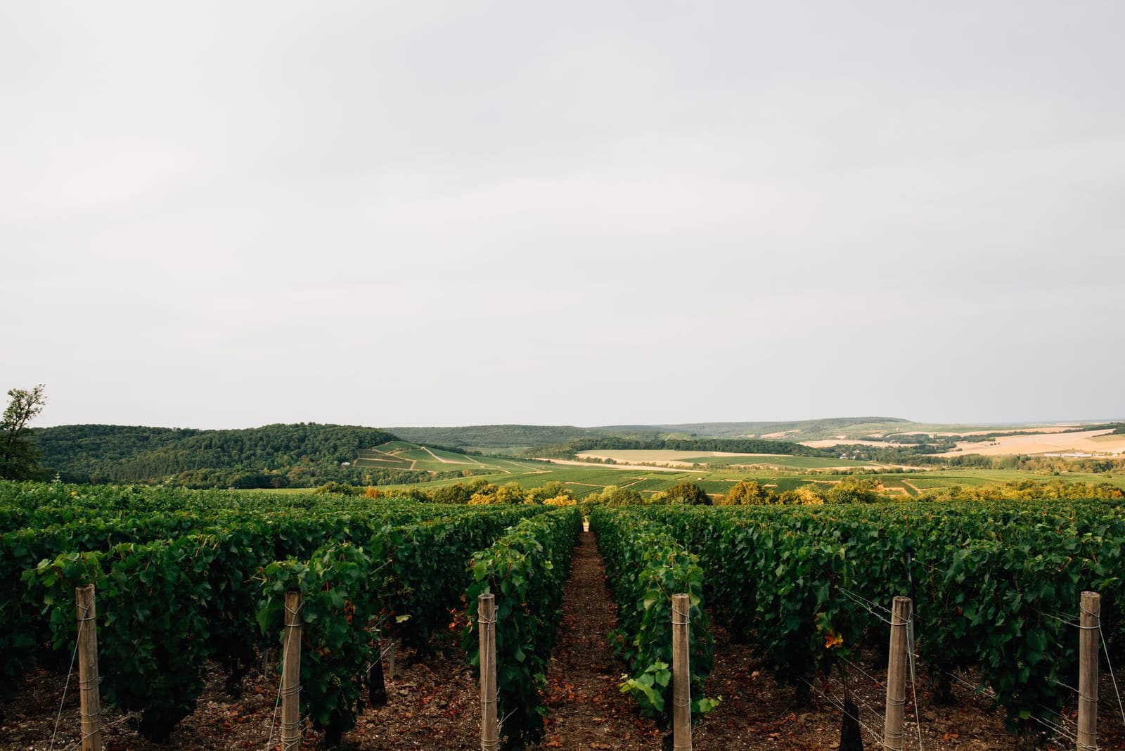 Wijngaarden op de heuvelrug van de Côte d'Or in de Bourgogne