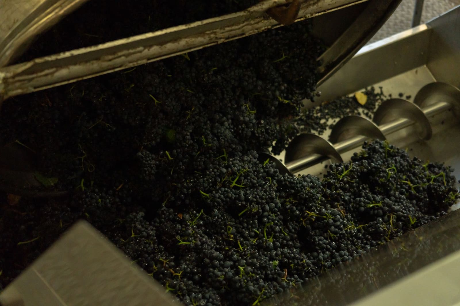 Trossen pinot noir tijdens de oogst in de Bourgogne