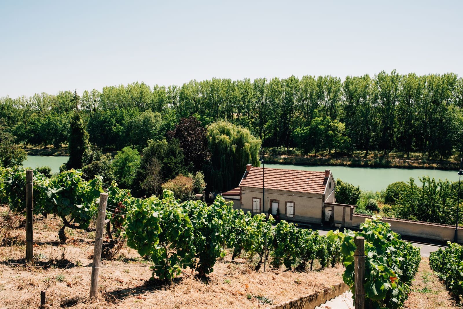 Wijngaarden in de Bourgogne
