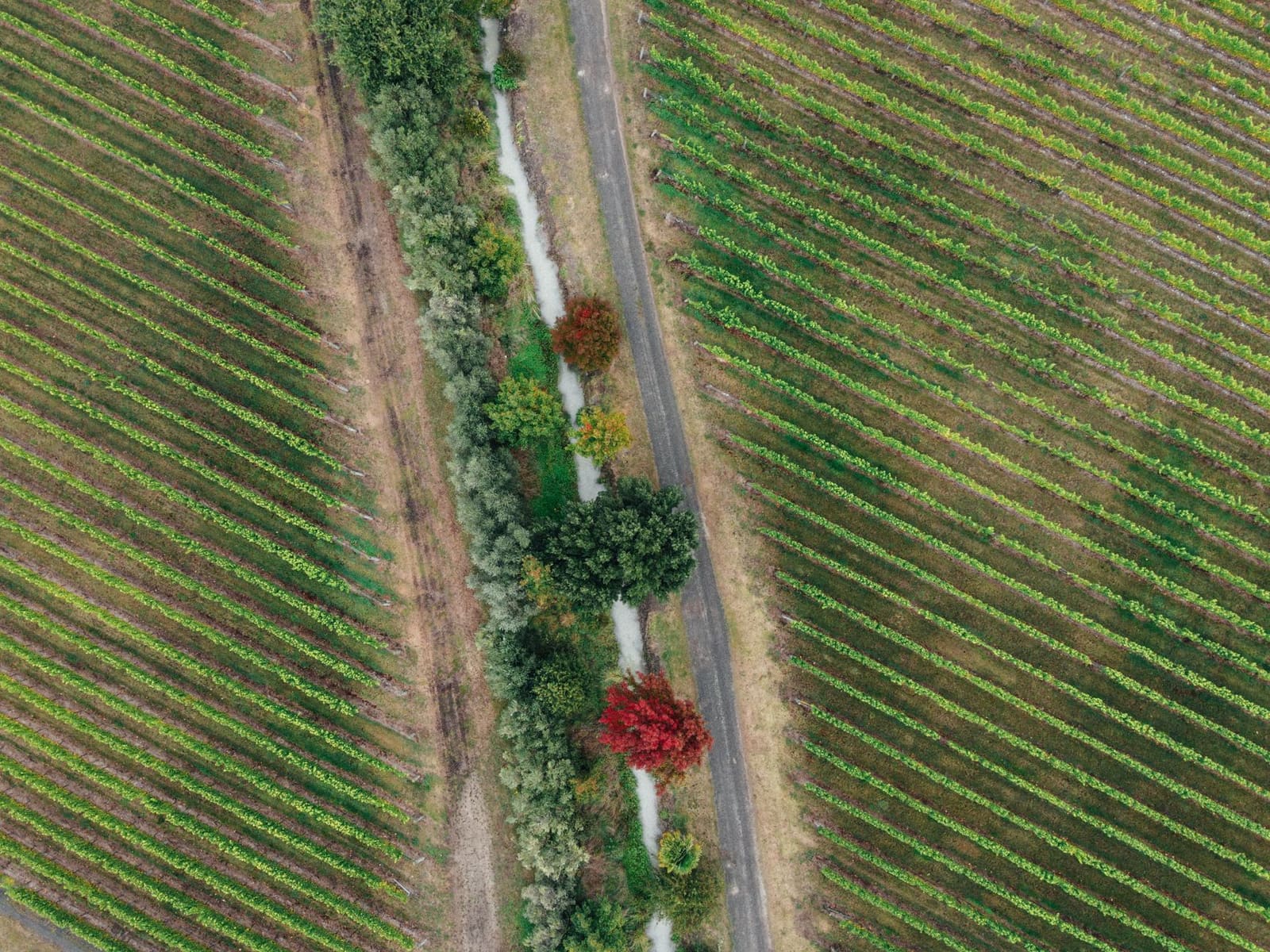 Luchtfoto van wijngaardrijen in herfstkleuren met een pad en bomenrij ertussen.