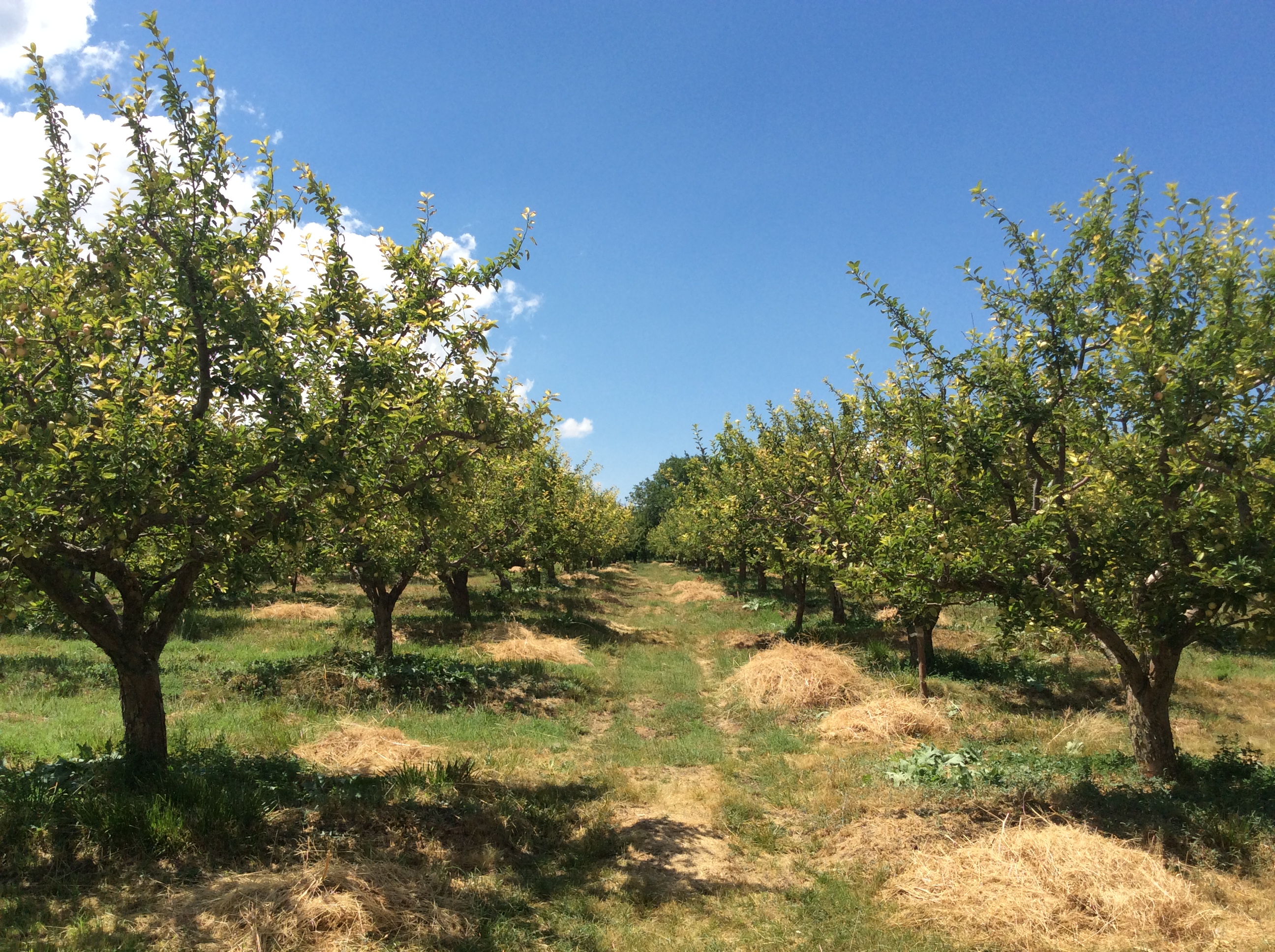Ambachtelijke ciderproductie met verse appels uit een Britse boomgaard klaar voor persen