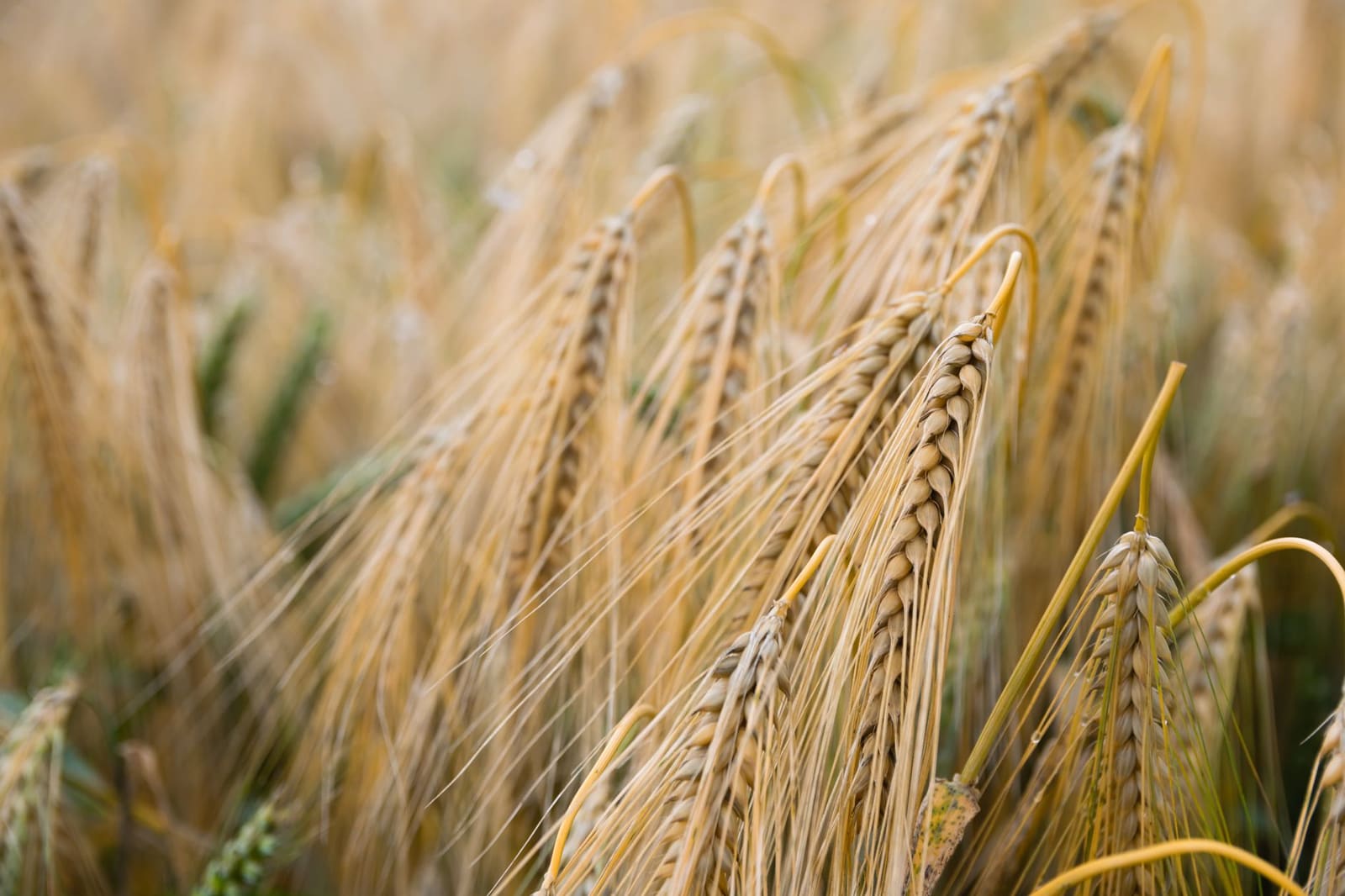 Veld met rijpe rogge klaar voor de oogst