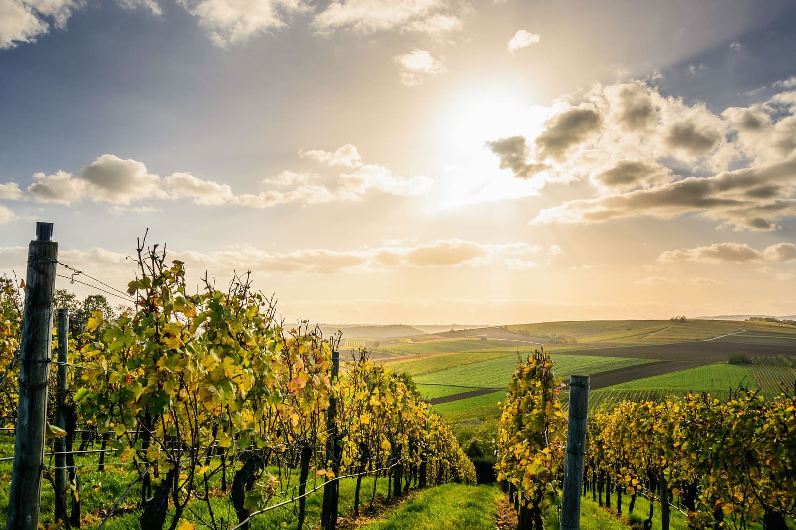 Wijngaard met rijen druivenstokken bij zonsondergang, symbool voor Cabernet Sauvignon