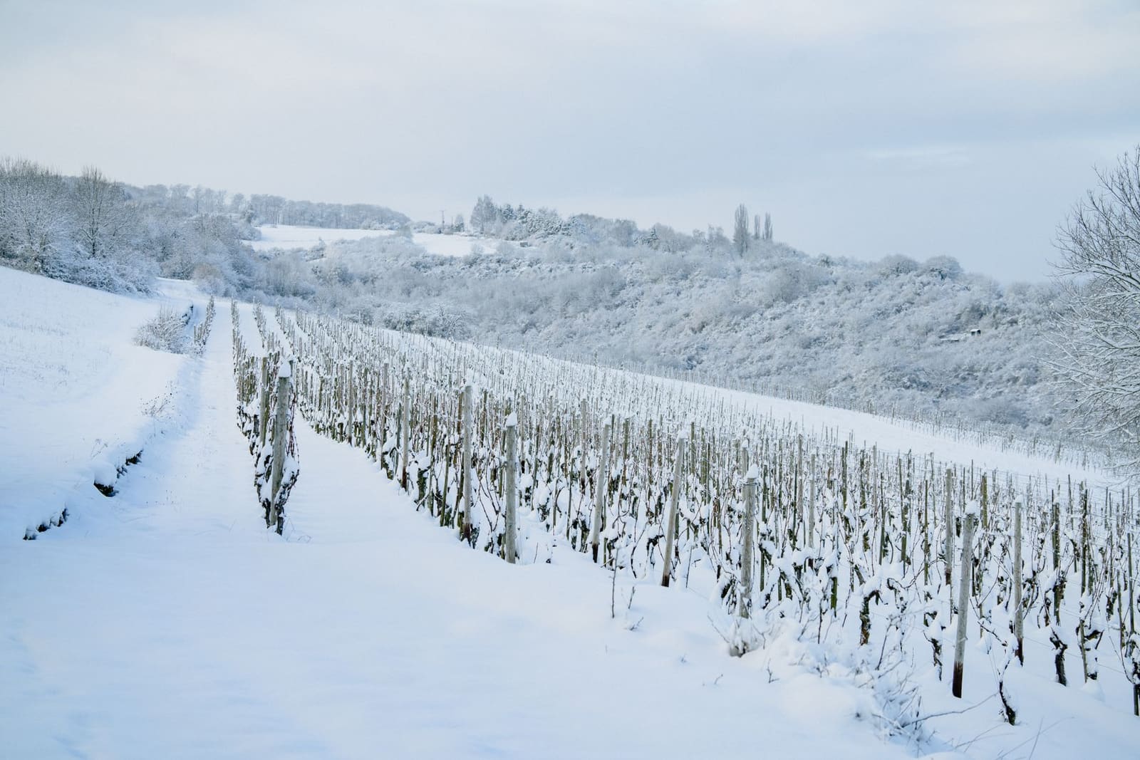 Wijngaard op een kalkrijke helling in de Yonne, het noorden van de Bourgogne