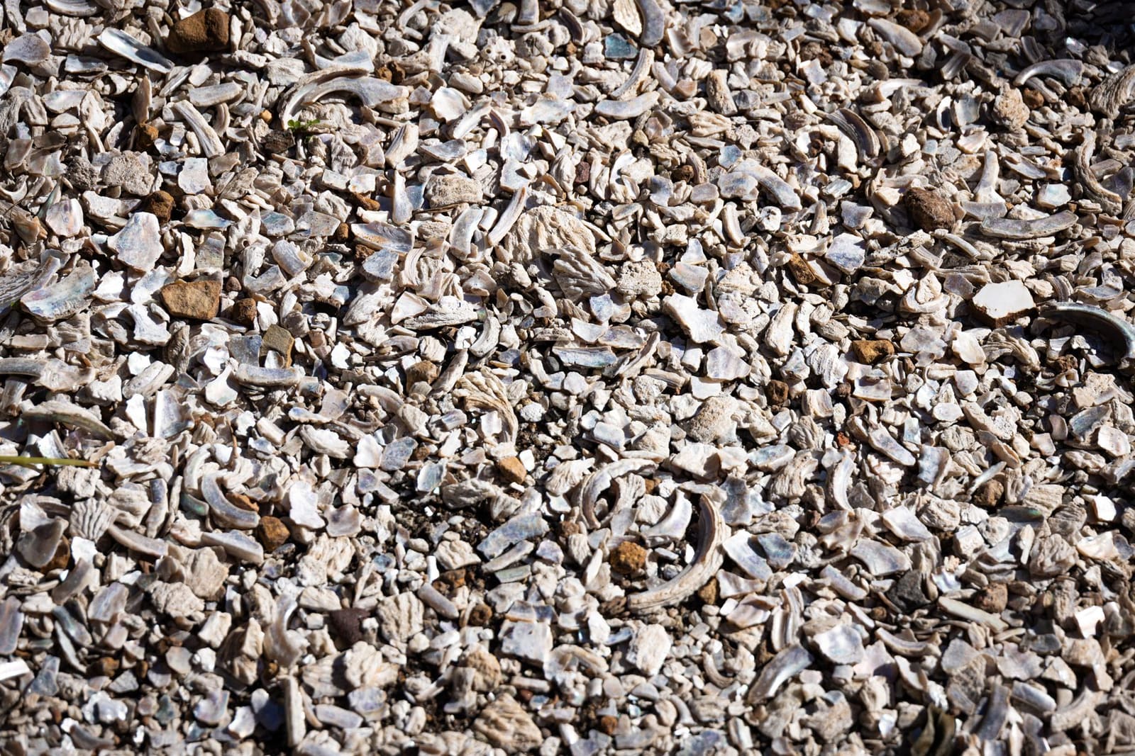 Fossiele oesterschelpen in kalkrijke grond, een kenmerk van de Kimmeridgien bodem in Chablis