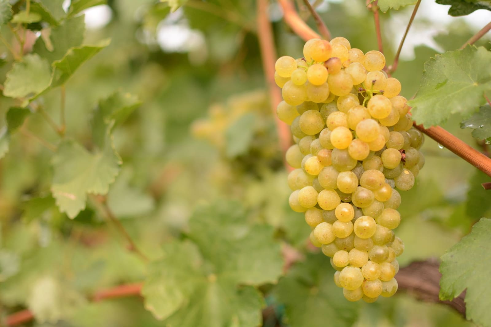 Trossen chardonnay aan de stok