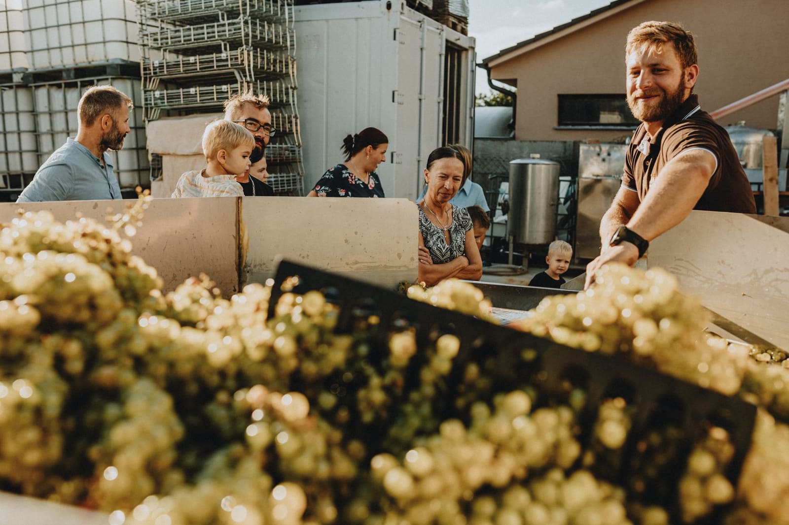 Pinot noir-druiven hangen in de zon tijdens een warme oogst in de Champagne