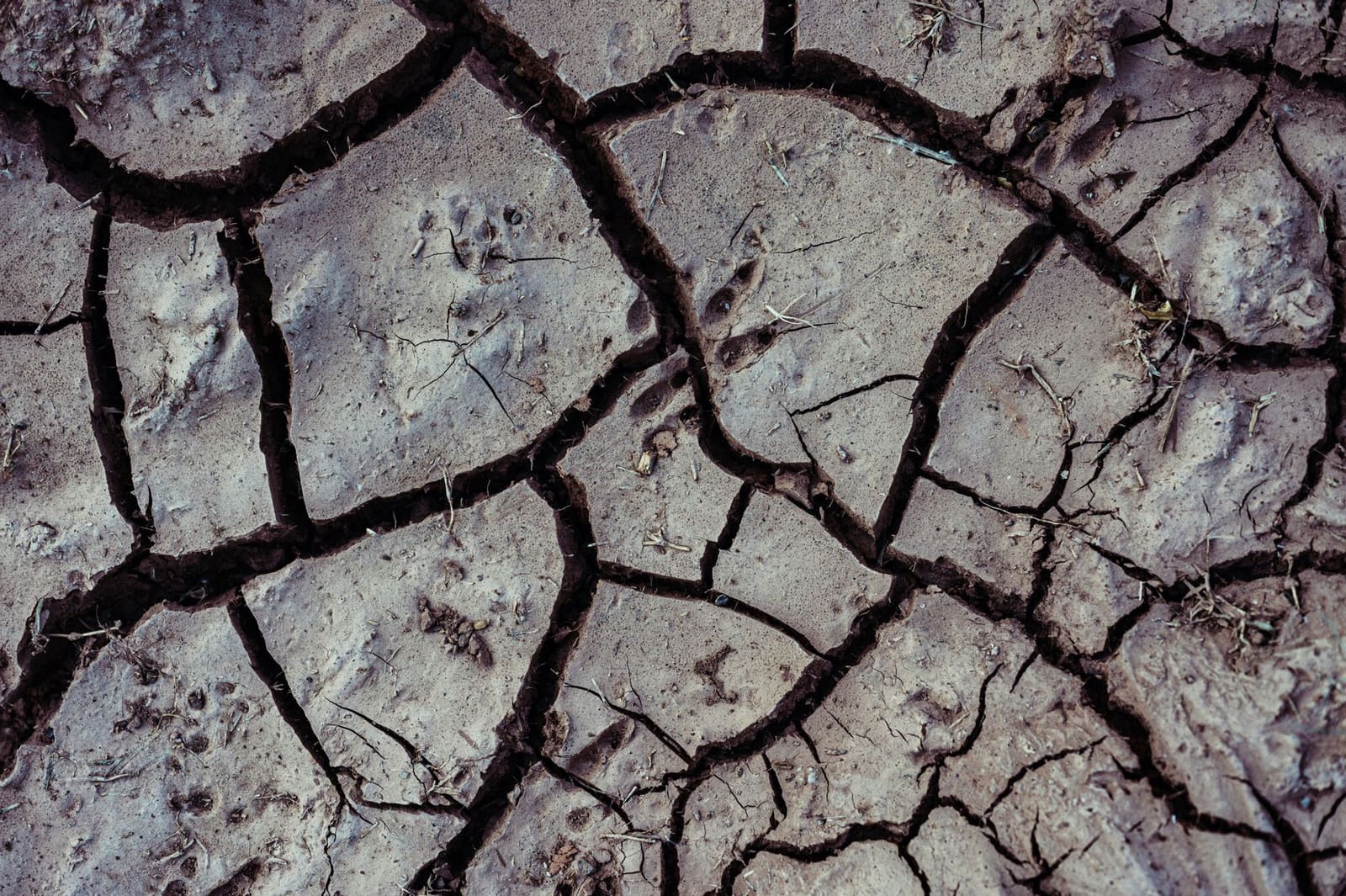 Droge bodem tussen de wijnstokken tijdens een hete zomer in Frankrijk