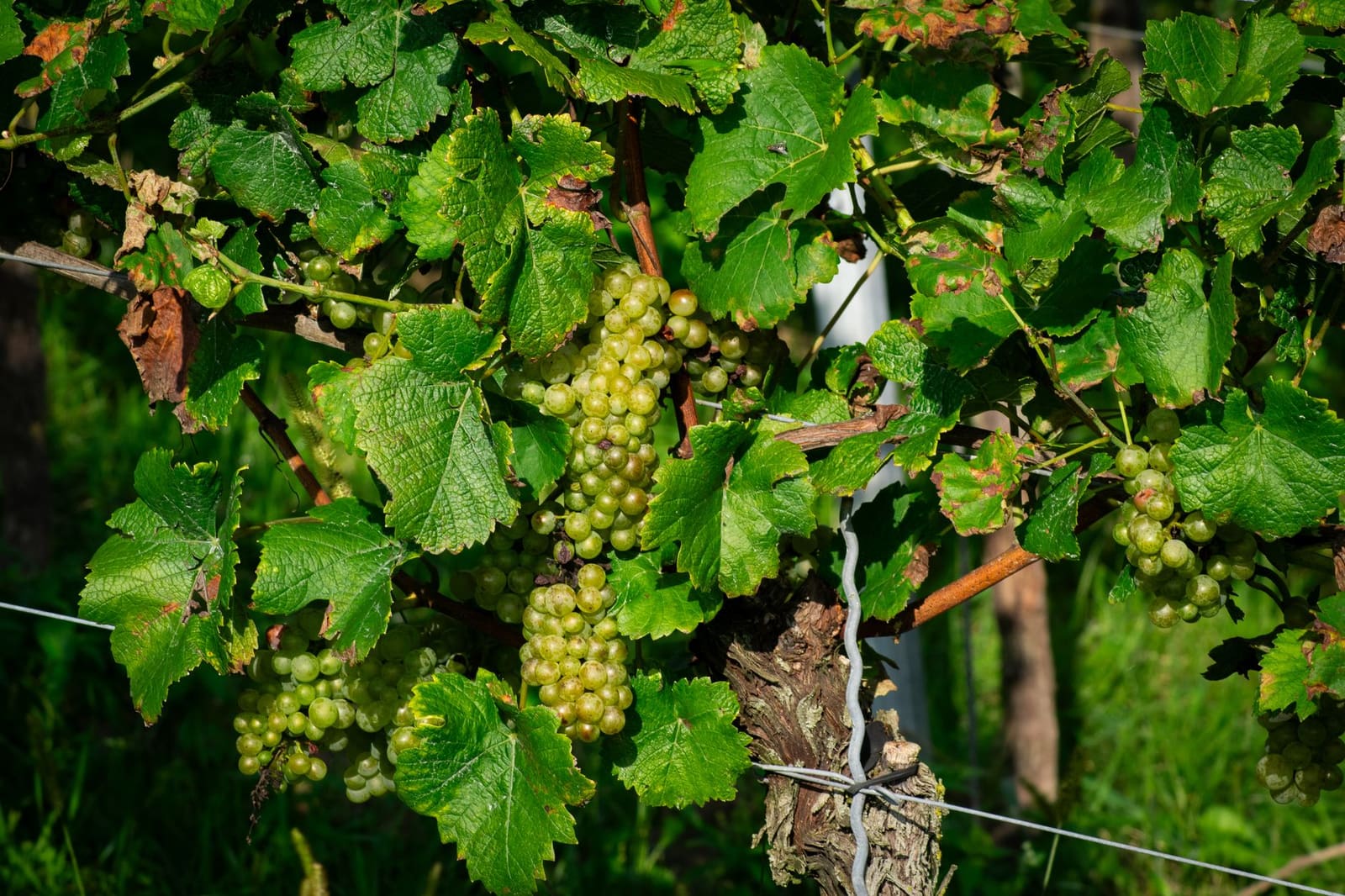 Close-up van groene chardonnay-druiventrossen aan wijnstok met bladeren in wijngaard.