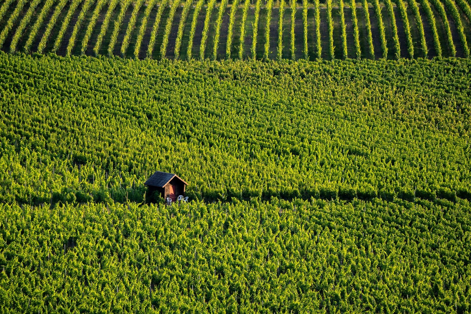 Bourgogne, Côte d'Or: côte de nuits of côte de beaune