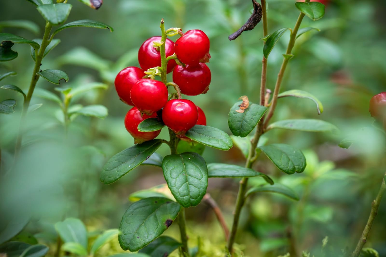 Verse rode cranberries liggen in een kom naast een chilipeper op een houten tafel.