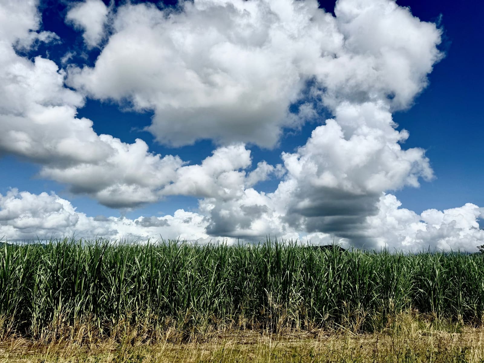 Suikerrietveld onder felle zon in het Caribisch gebied