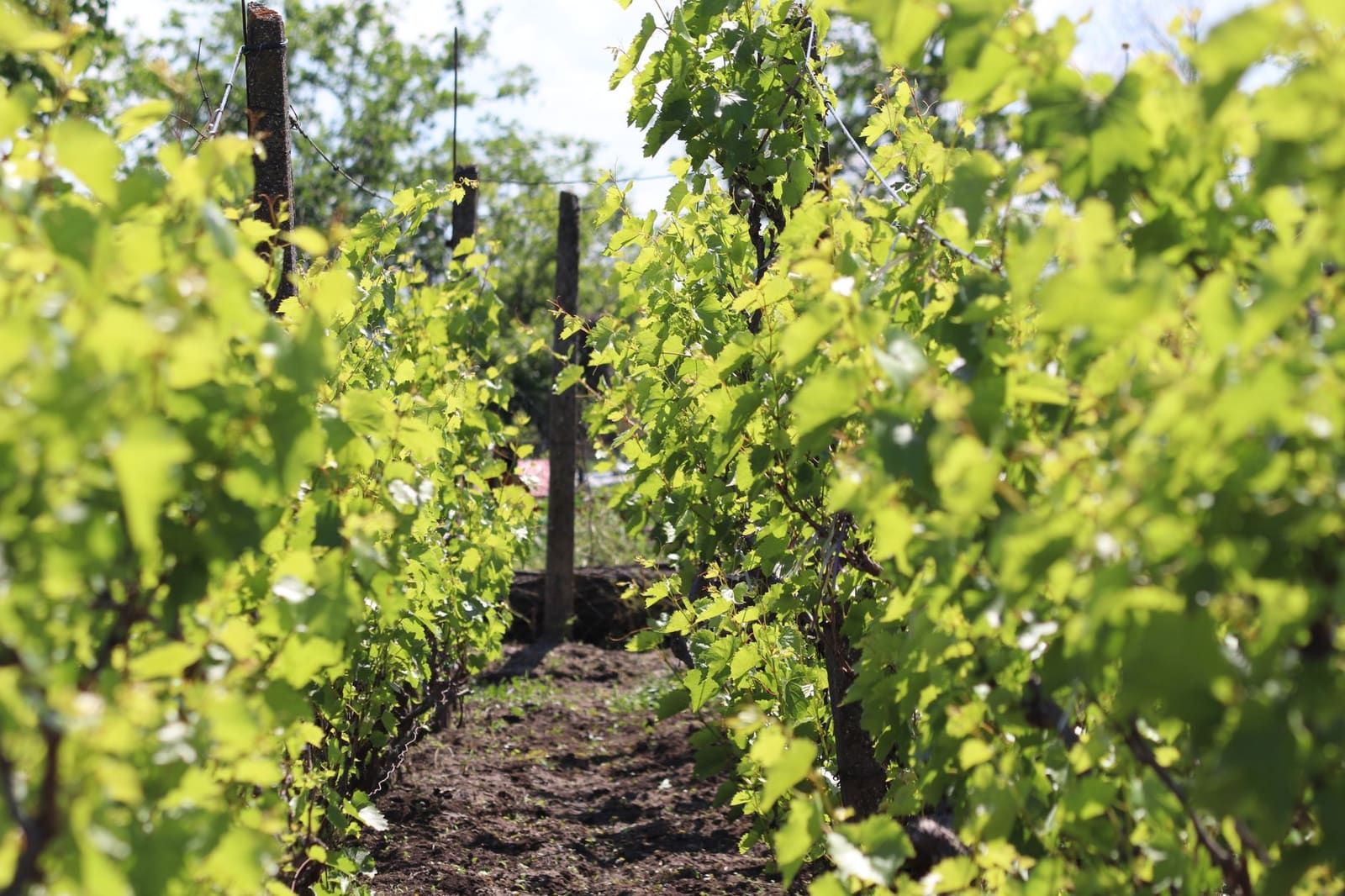 Rijen pinot noir wijnstokken in de Bourgogne met groen blad in de zomer