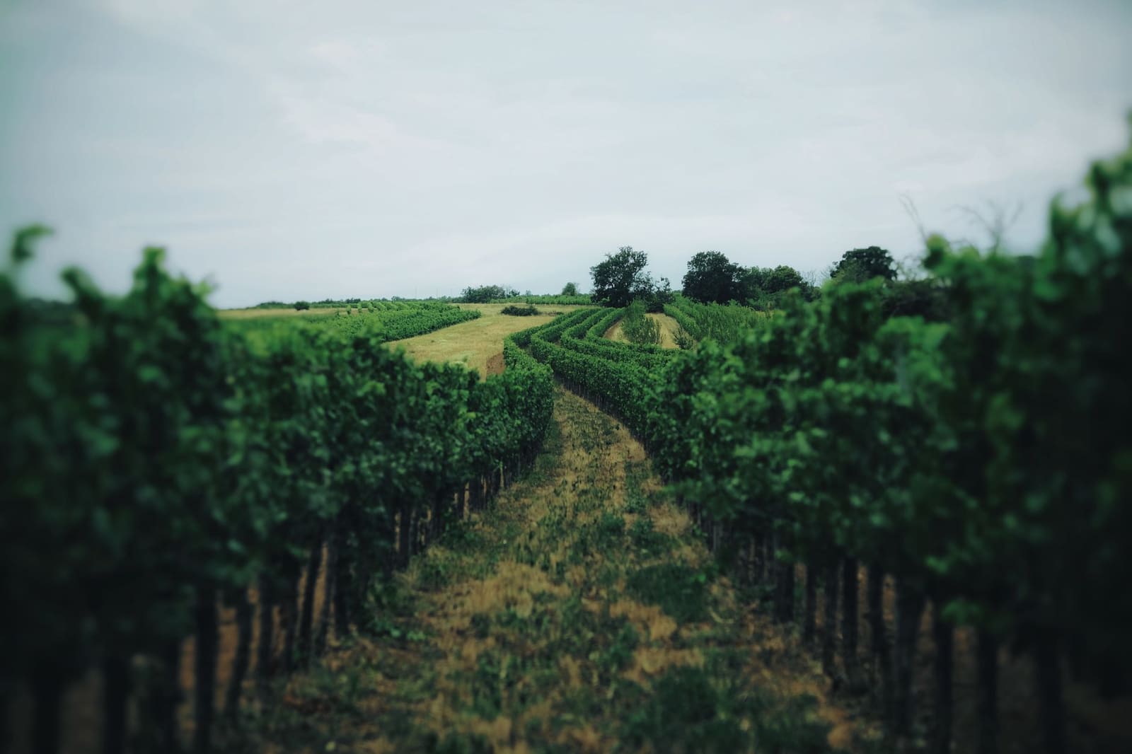 Rijen wijnstokken in een glooiend landschap met bomen op de achtergrond.