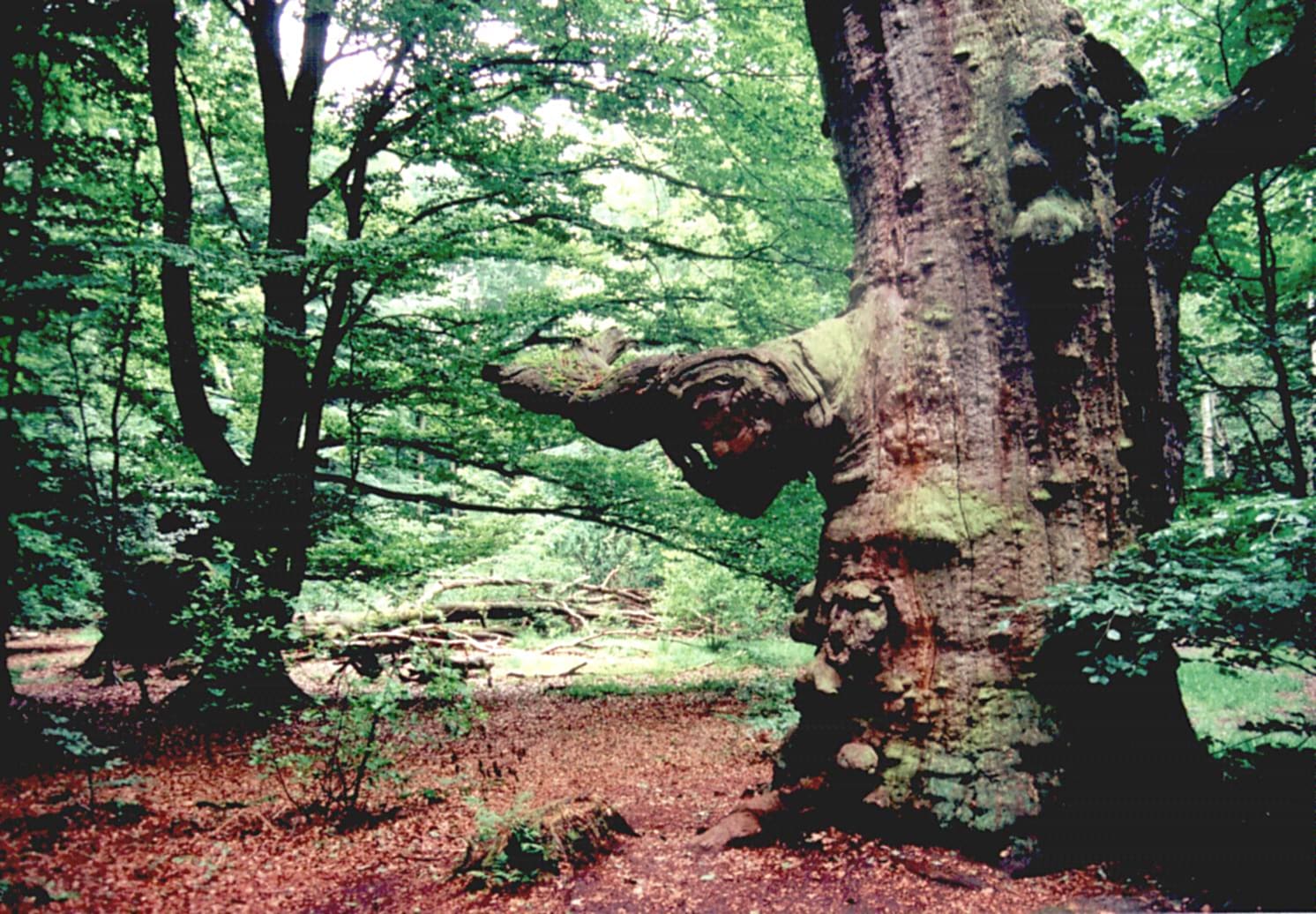 Eeuwenoude eikenboom in een groen Iers bos na een storm