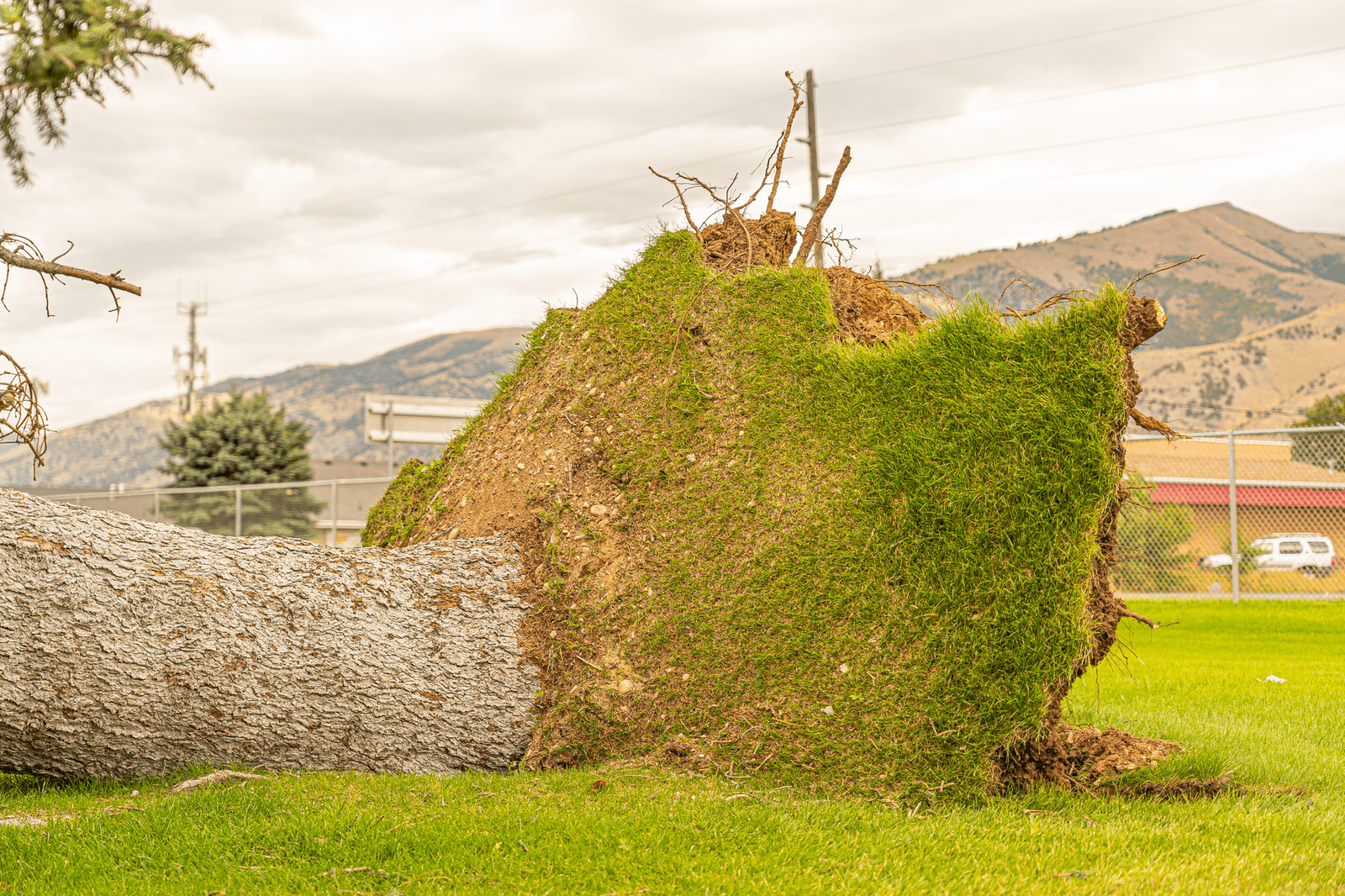 Omgewaaide eik na een storm in een groene weide