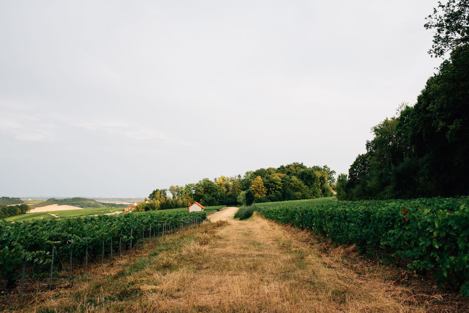 Druivenoogst in de wijngaarden van de Franse cognacstreek bij zonsondergang