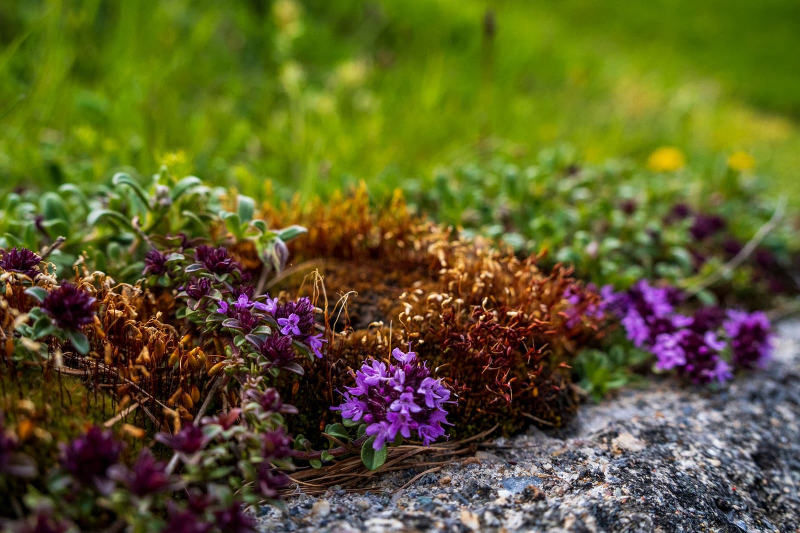 Kruidachtige alpenplanten in een berglandschap, gebruikt voor traditionele likeuren
