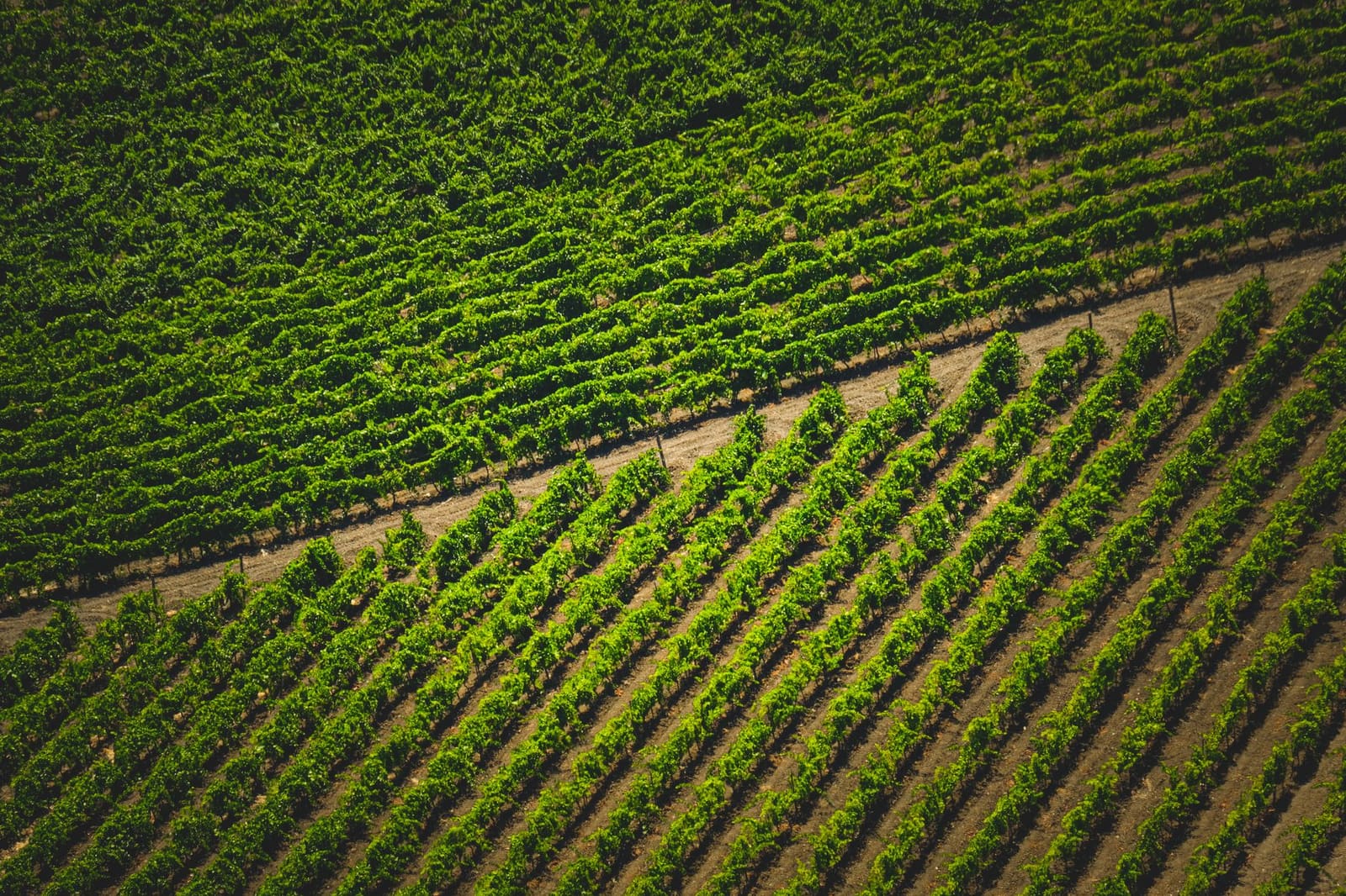 Rijen wijnstokken in een Spaans wijngaardlandschap onder heldere lucht