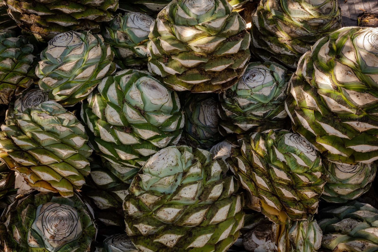 Veld met agaveplanten, de grondstof voor agave-spirits zoals tequila en mezcal