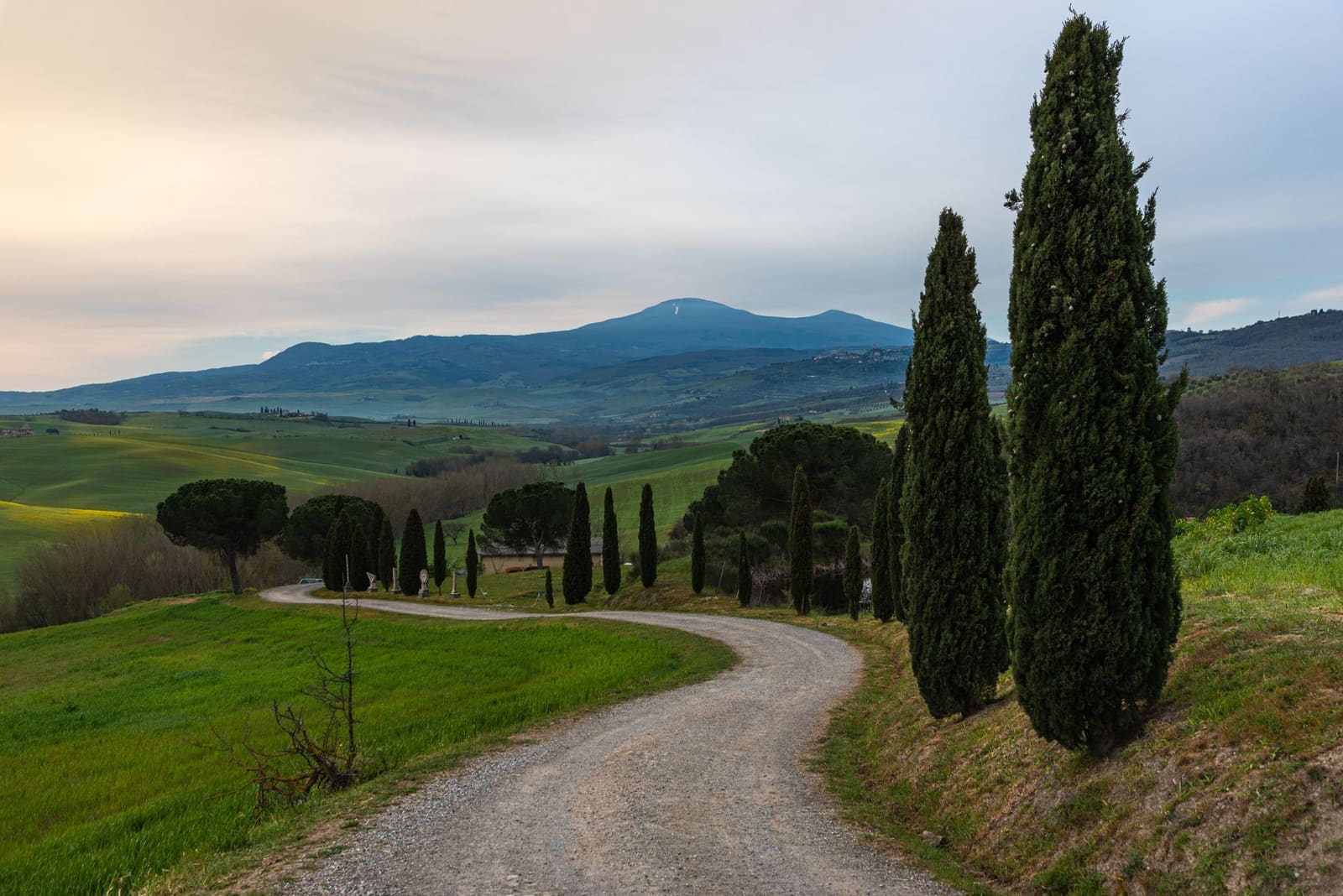 Cipressenlaan tussen de wijngaarden van Toscane