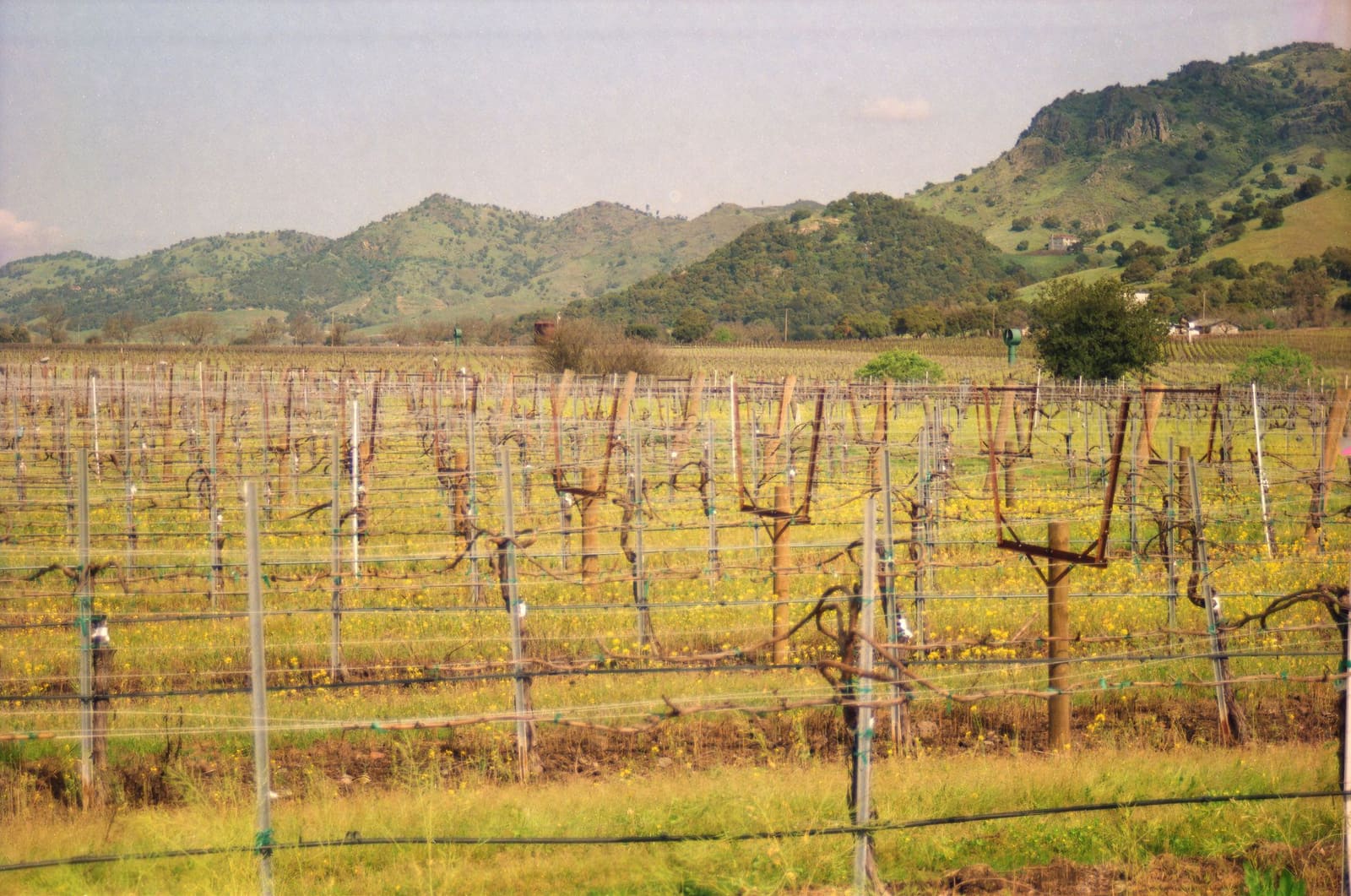 Wijnranken in Napa Valley met glooiende heuvels op de achtergrond bij Artesa