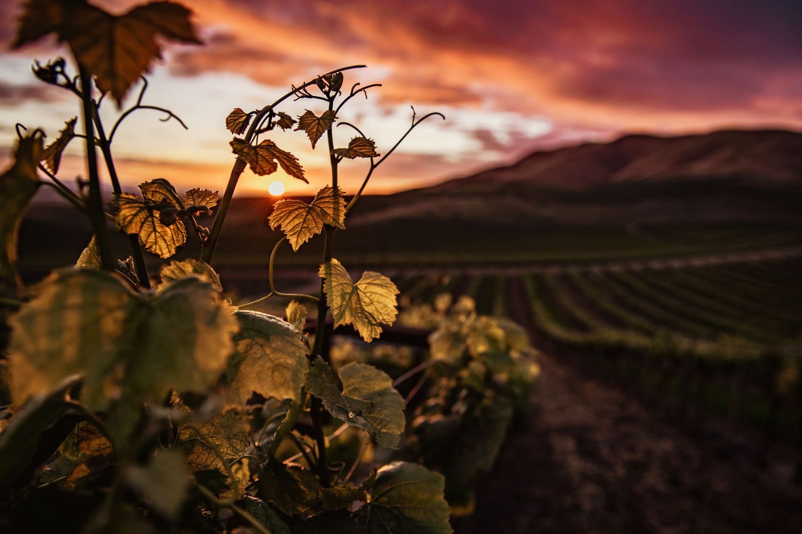 Rijen wijnstokken in een glooiend landschap bij ondergaande zon