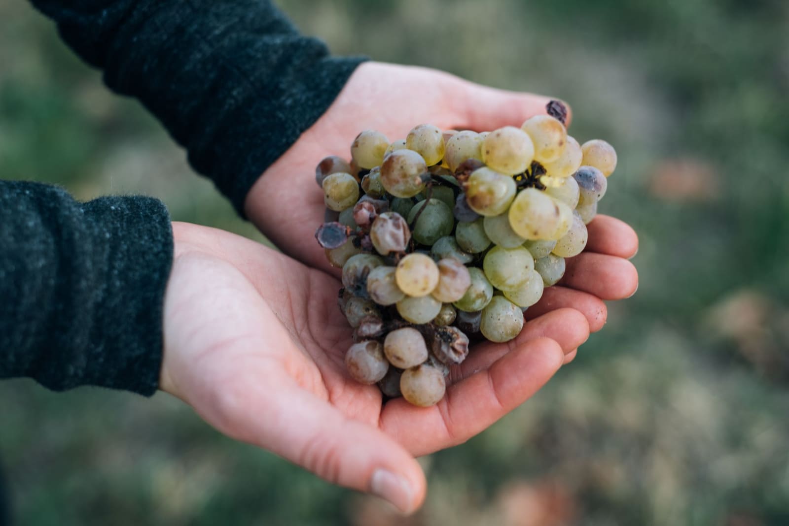 Handgeplukte rieslingdruiven in de wijngaard, een arbeidsintensieve klus op steile hellingen.