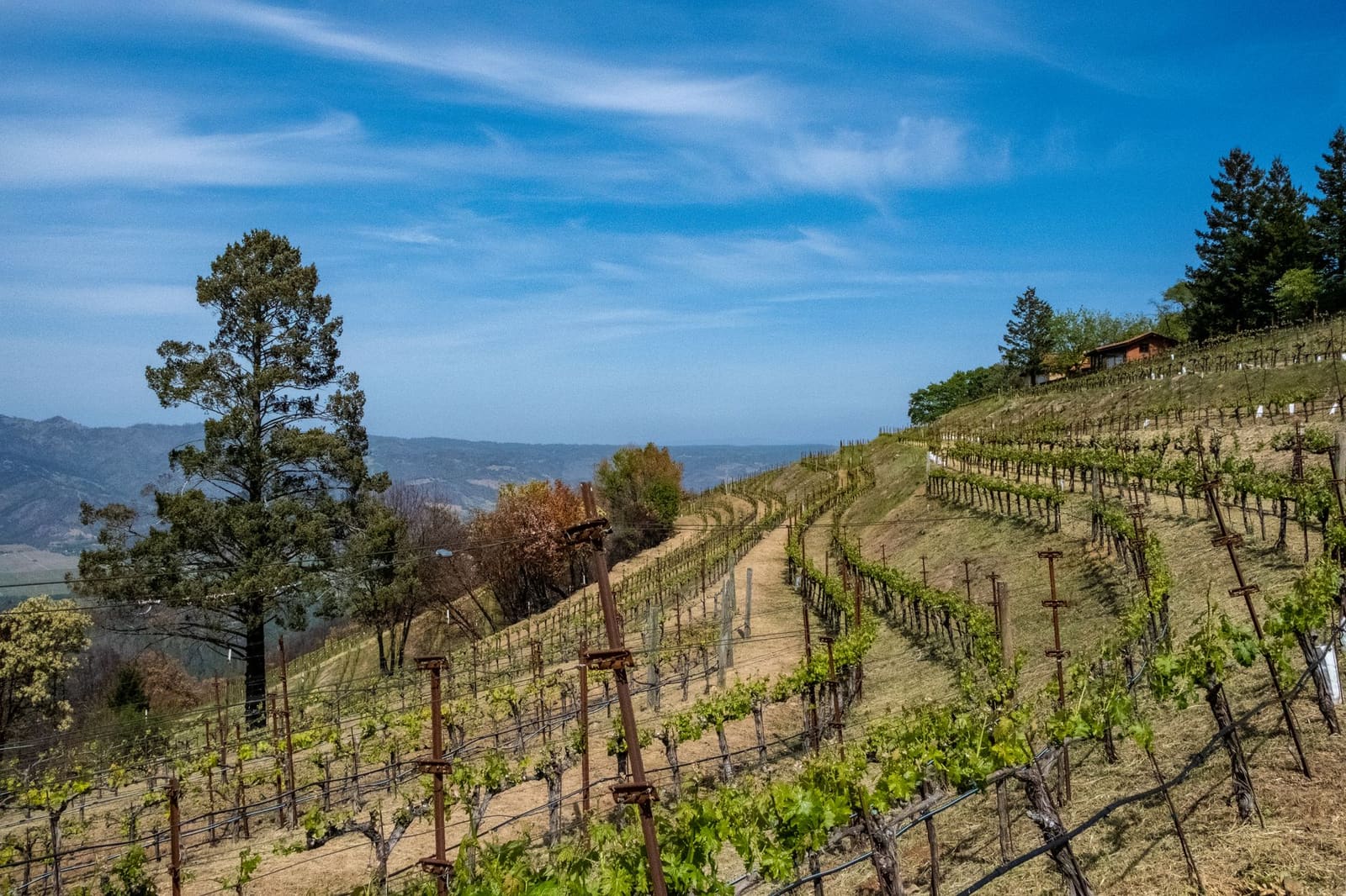 Glooiende wijngaarden in Napa Valley onder een heldere lucht
