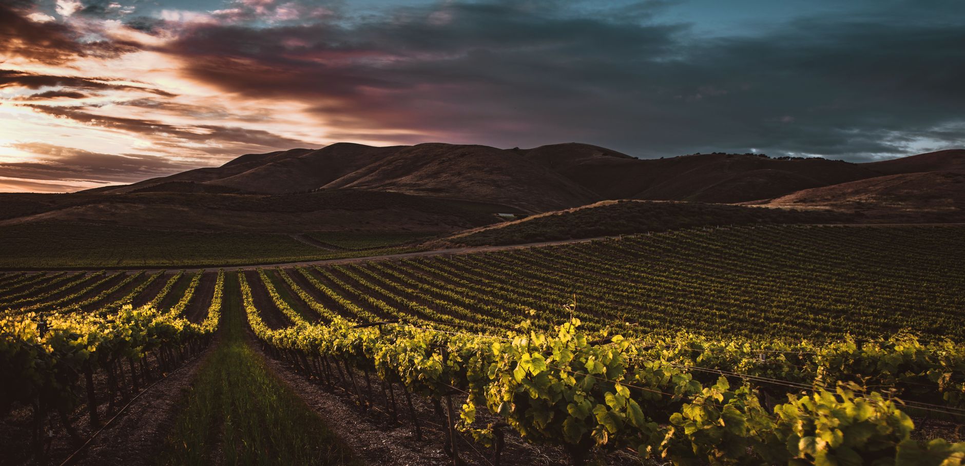 Wijngaard in glooiend Amerikaans landschap bij zonsondergang, symbool voor onderschatte Amerikaanse wijnstreken