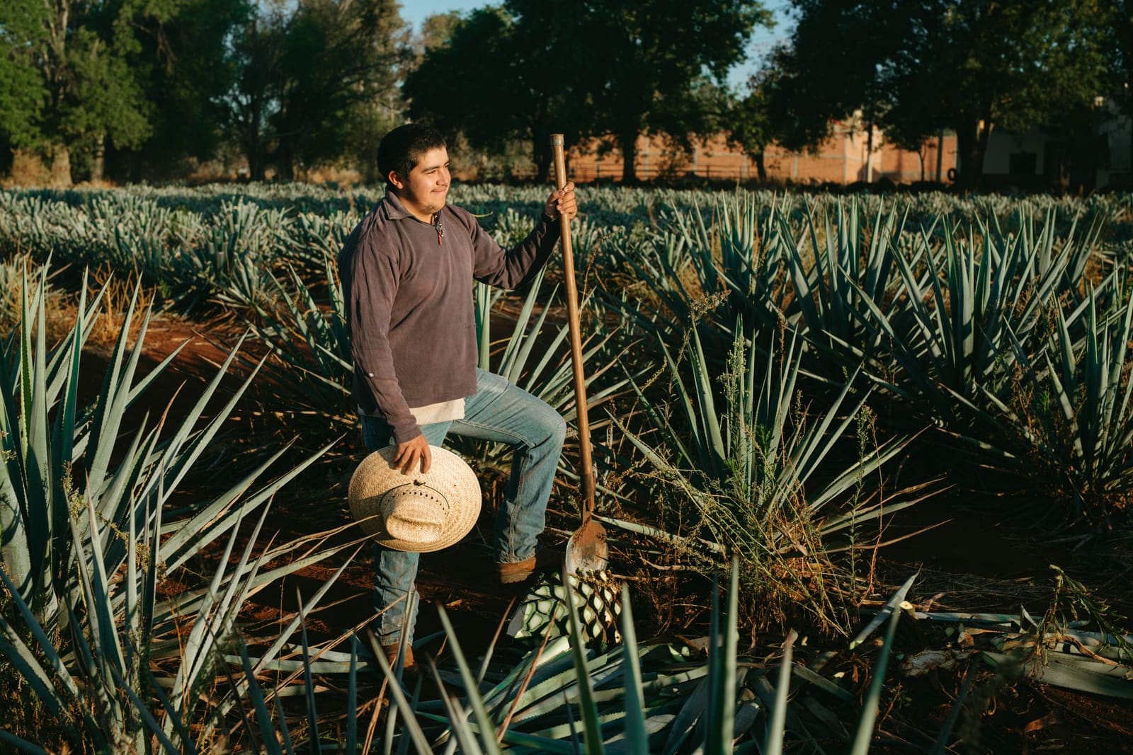 Rijen blauwe agaveplanten groeien in de vallei van Jalisco voor tequilaproductie