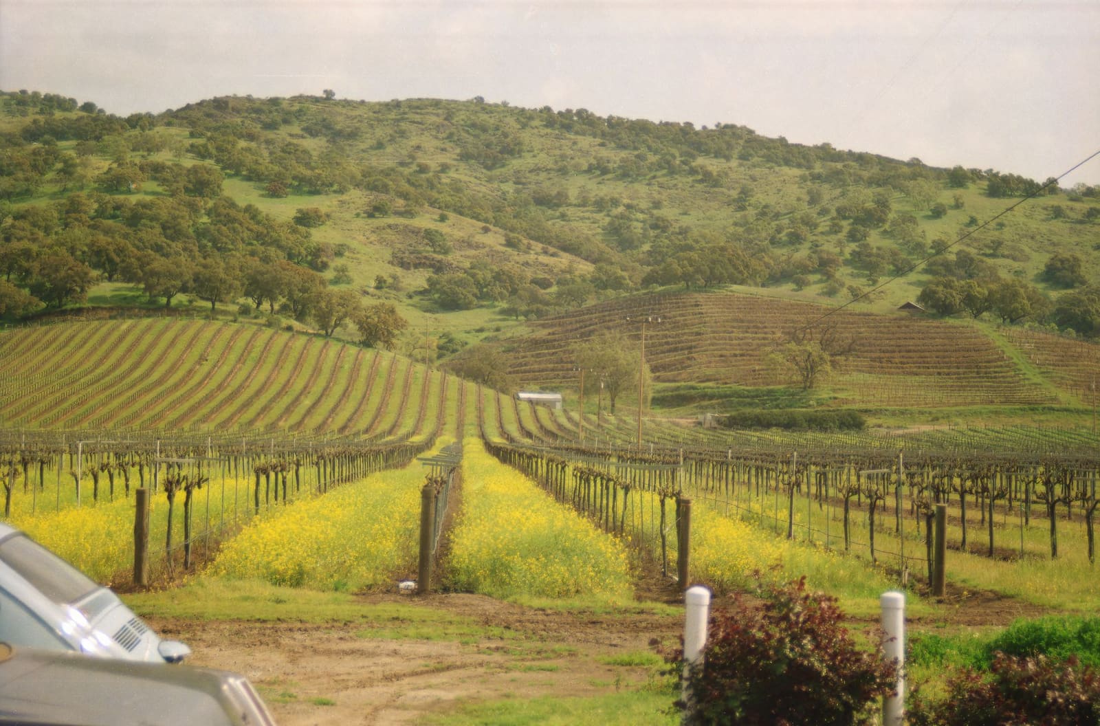 Wijngaardrijen onder de Californische zon in Napa Valley waar Cabernet Sauvignon groeit
