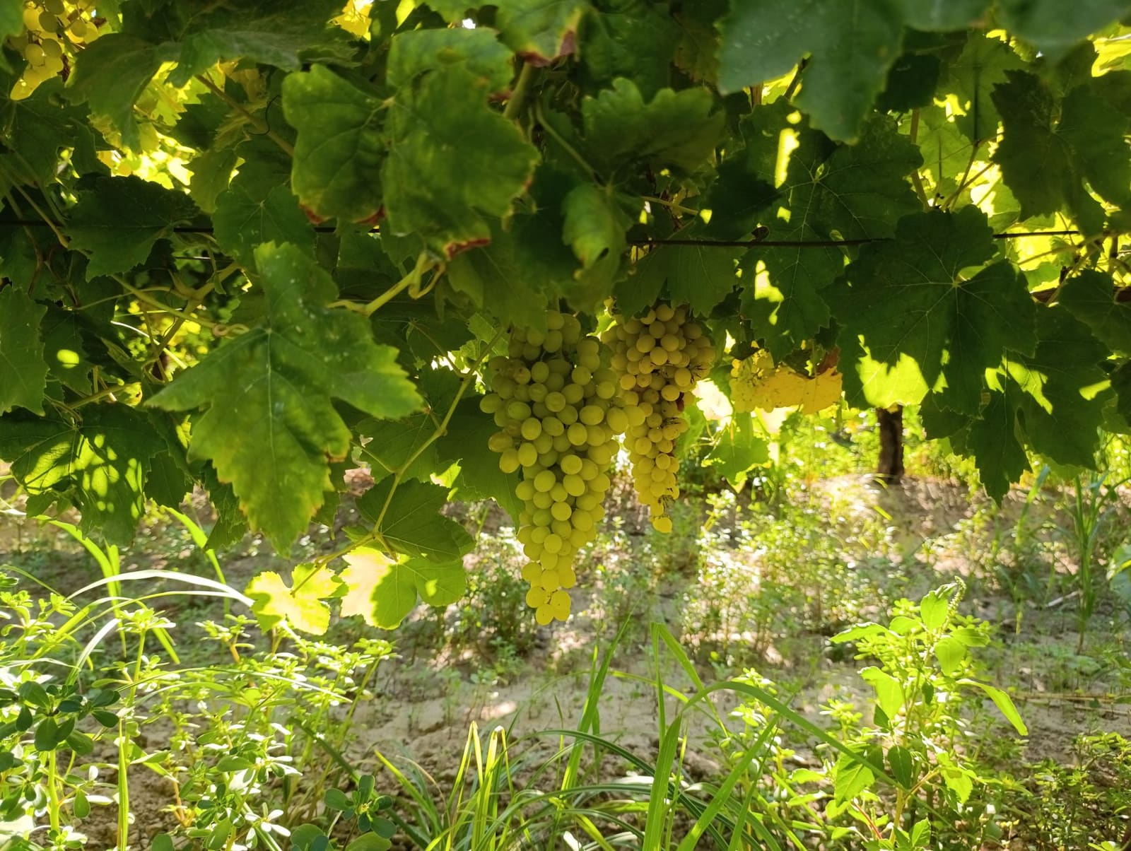 Druiventrossen aan de wijnstok, die bij vendemmia verde vóór de rijping worden weggehaald.