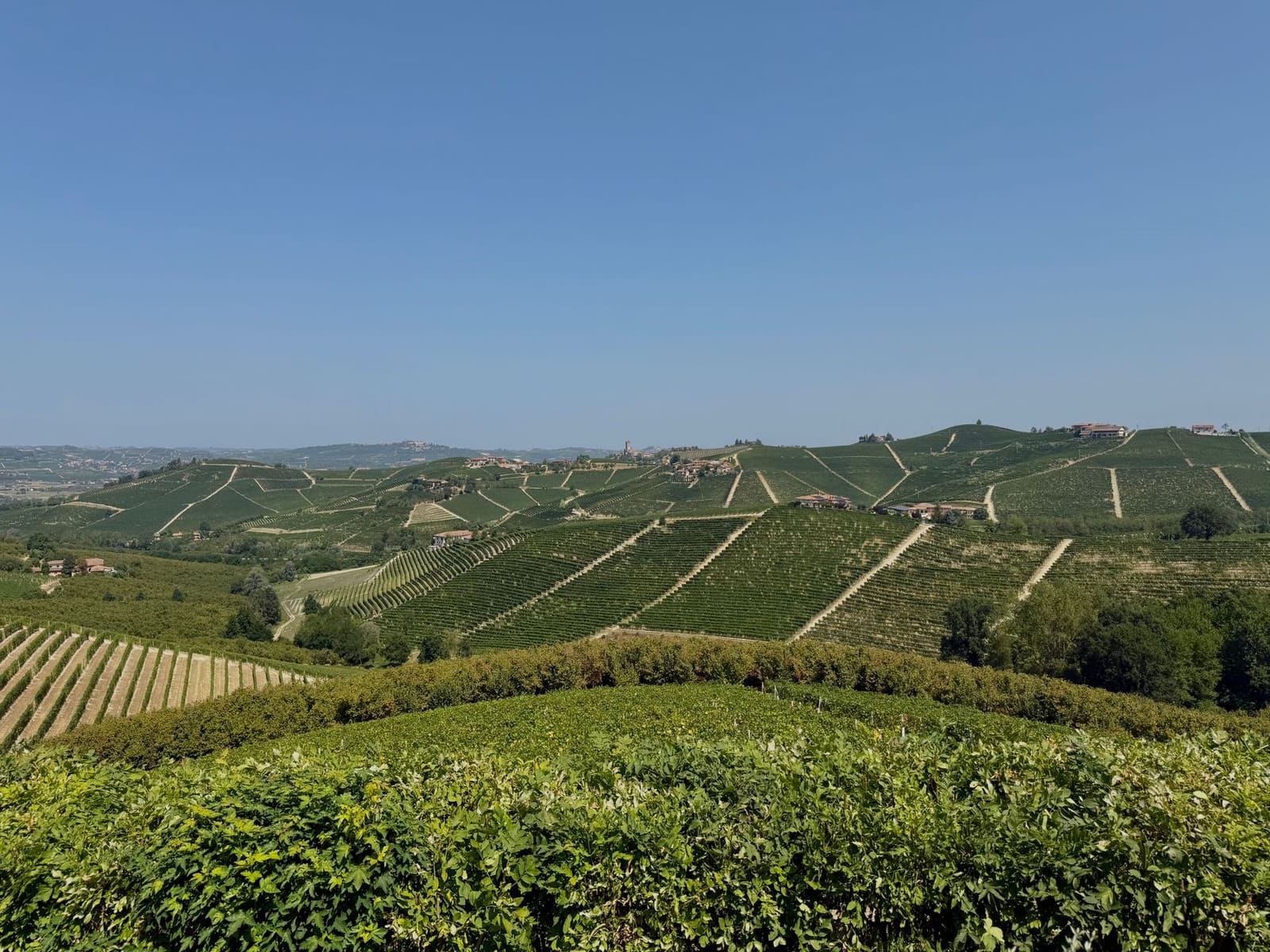 Glooiende wijngaardheuvels in Piemonte met rijen wijnstokken en verspreide boerderijen.
