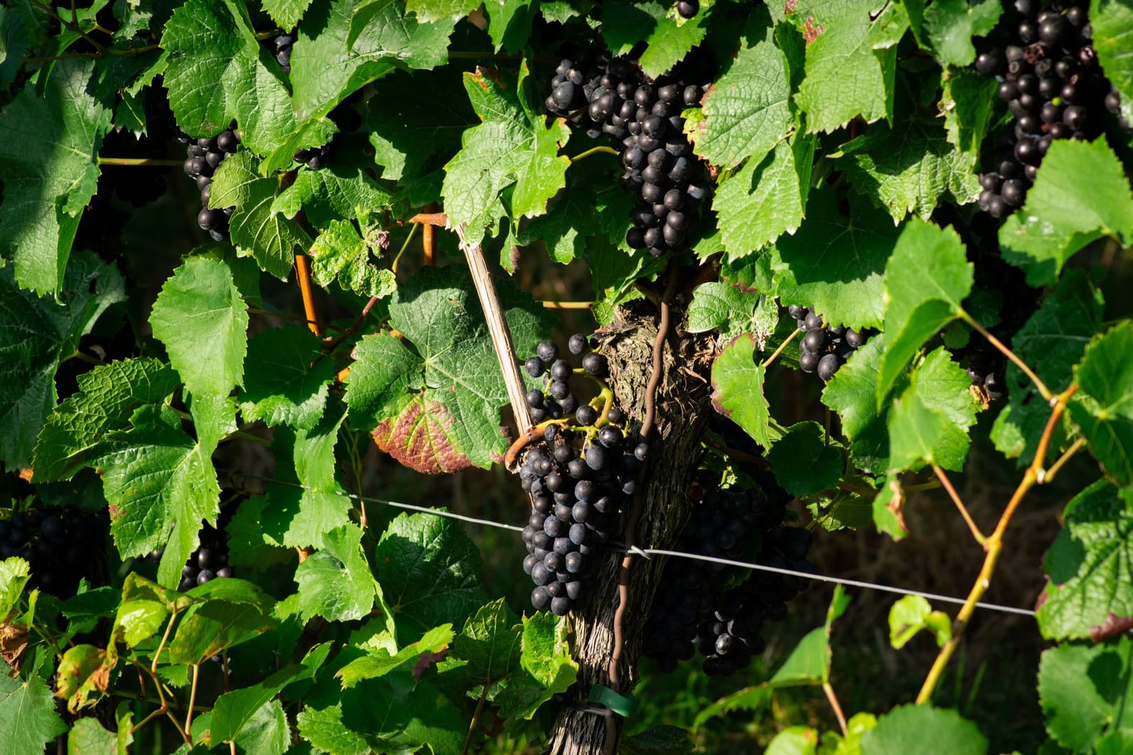 Close-up van rijpe donkere pinot noir druiven aan de wijnstok