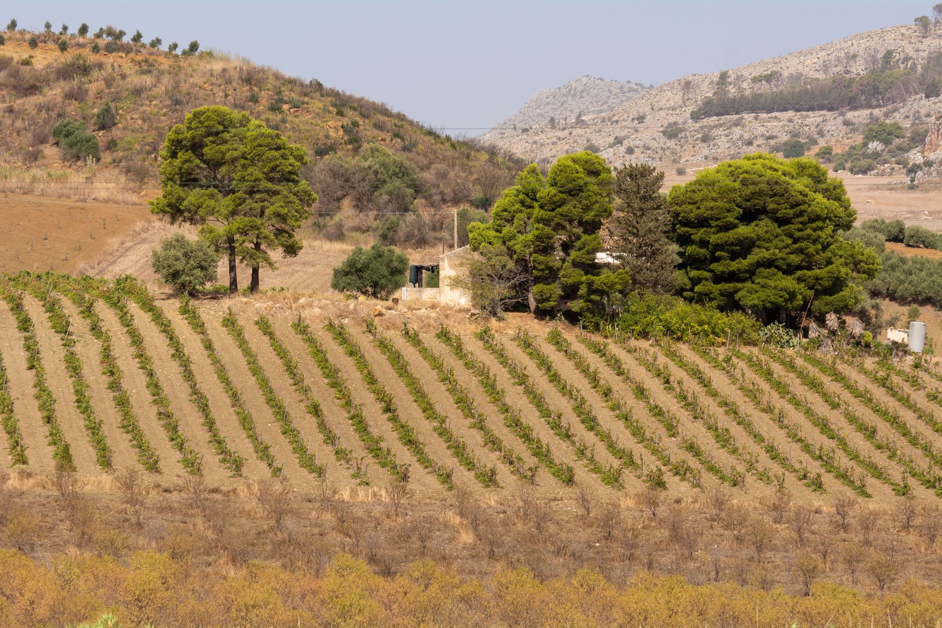 Rijen jonge wijnstokken in een glooiende wijngaard op Cyprus onder felle zon