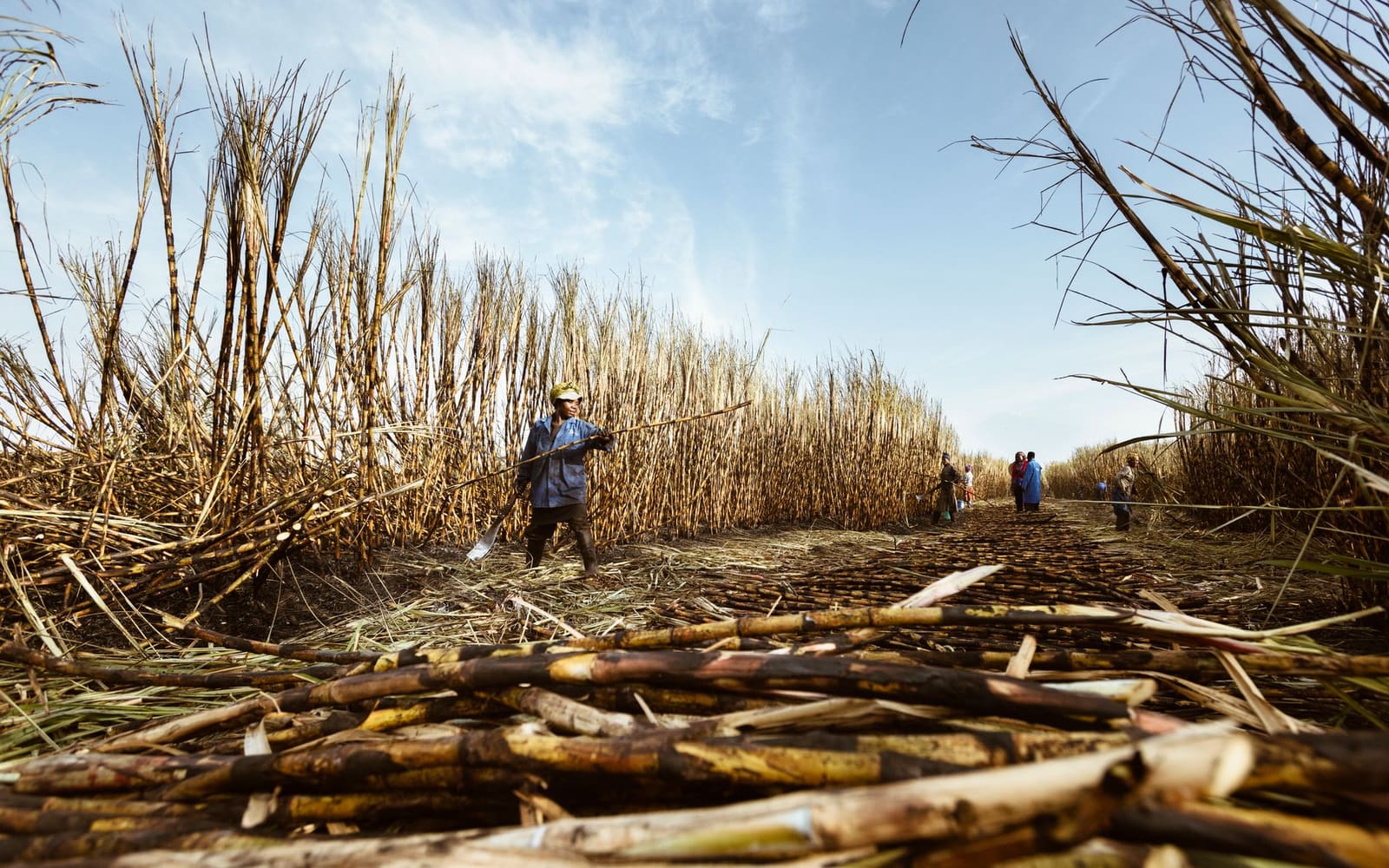 Arbeiders oogsten suikerriet op een plantage voor rumproductie
