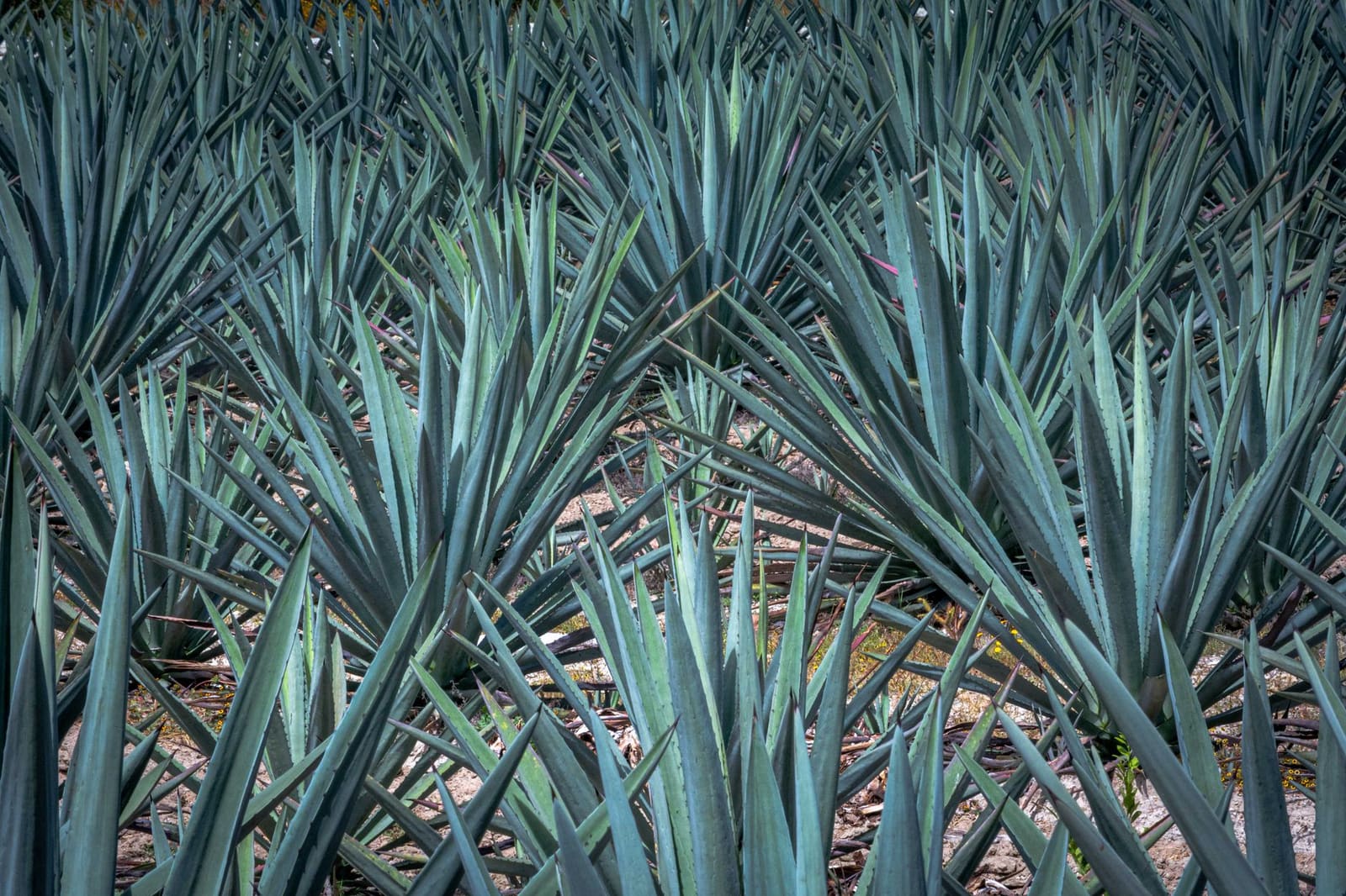 Rijen blauwe agaveplanten op een uitgestrekt veld onder felle zon